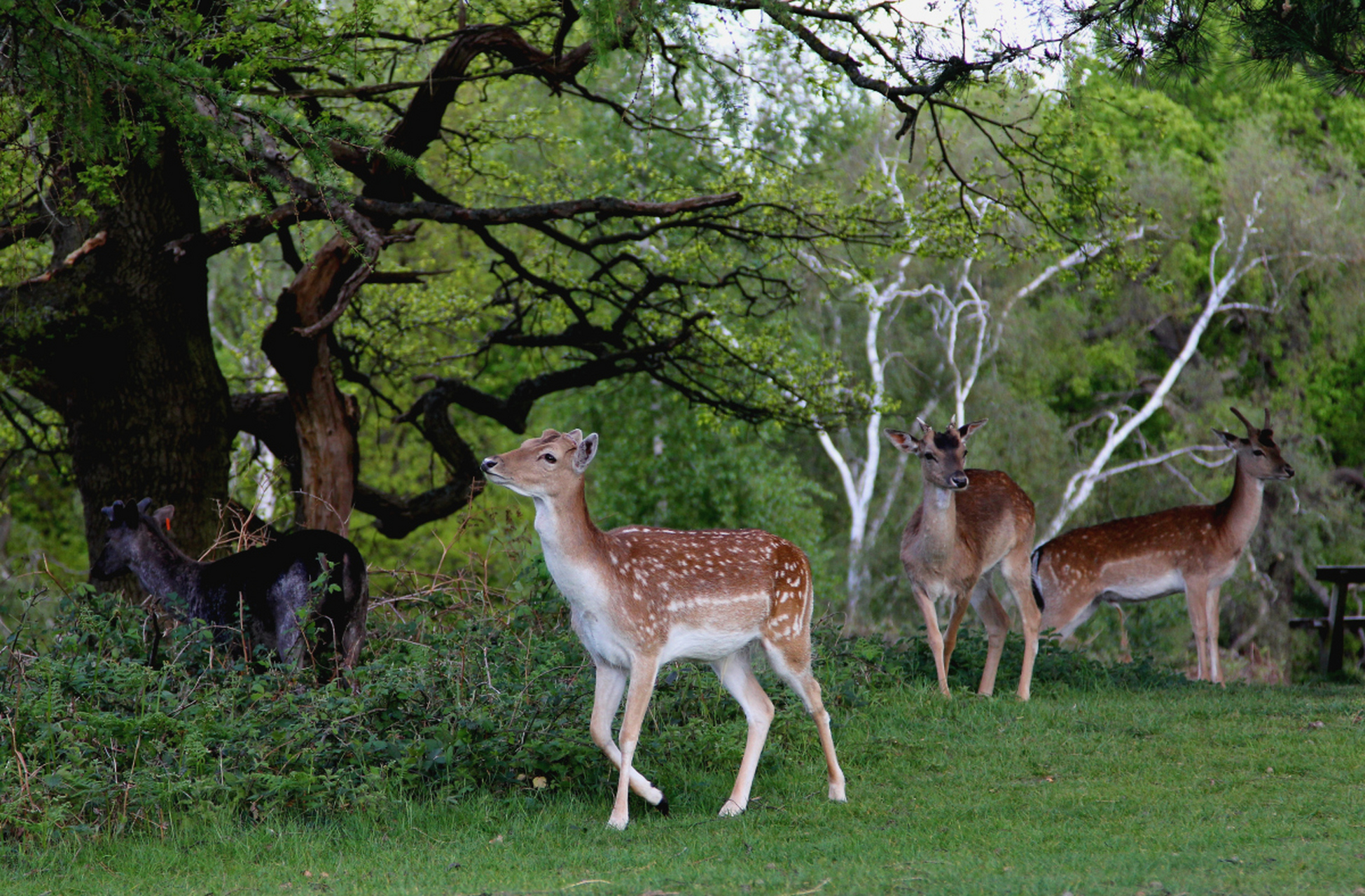 中华麋鹿园,荷兰花海,黄海森林公园和丹顶鹤湿地是必游景点.