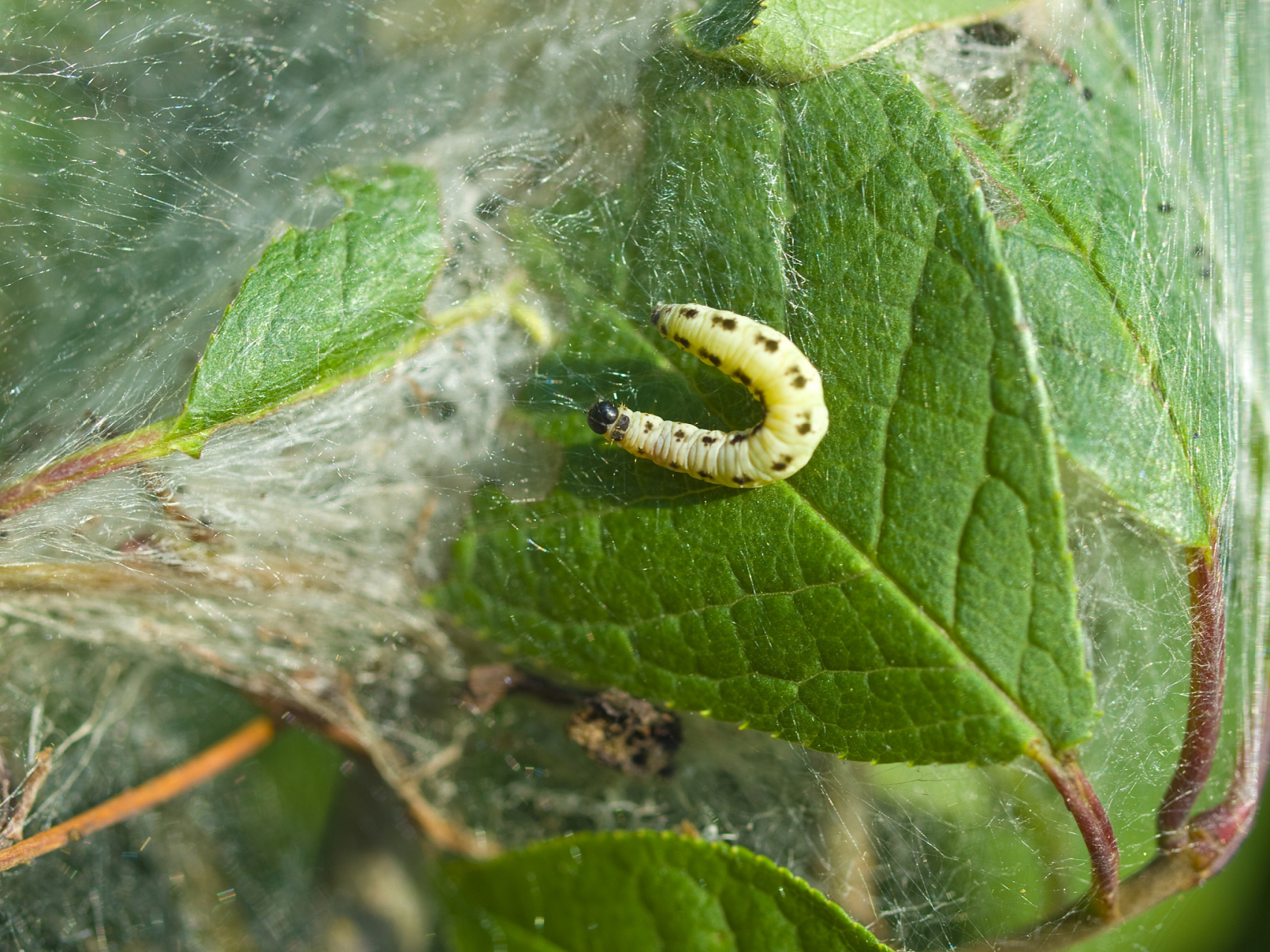 棉铃虫是棉花的一种重要害虫,其幼虫在不同的龄期有不同的特征,可以
