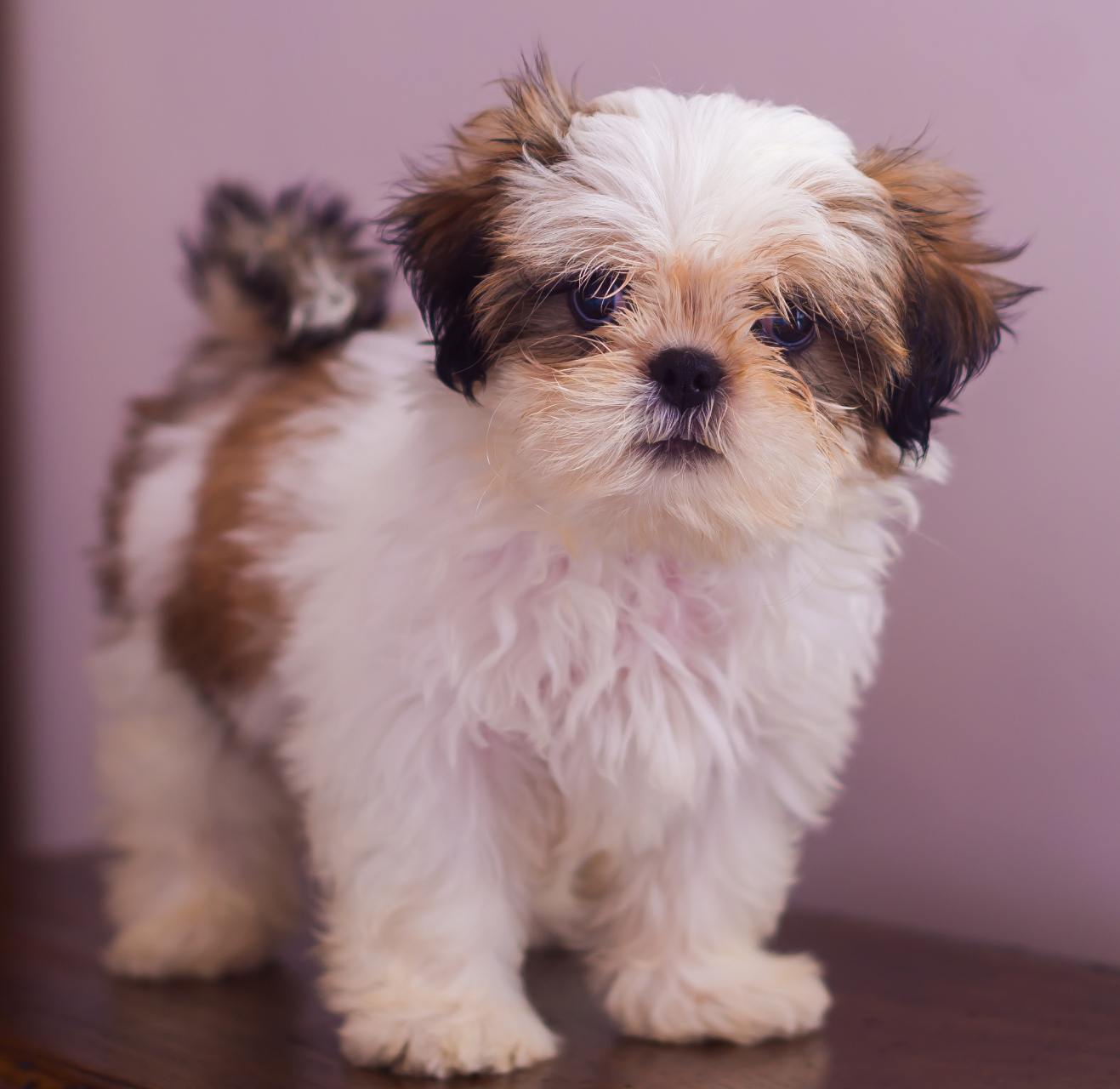 秋日生活创作季# 京巴犬,又称北京犬或京巴狗,是一种历史悠久的犬种