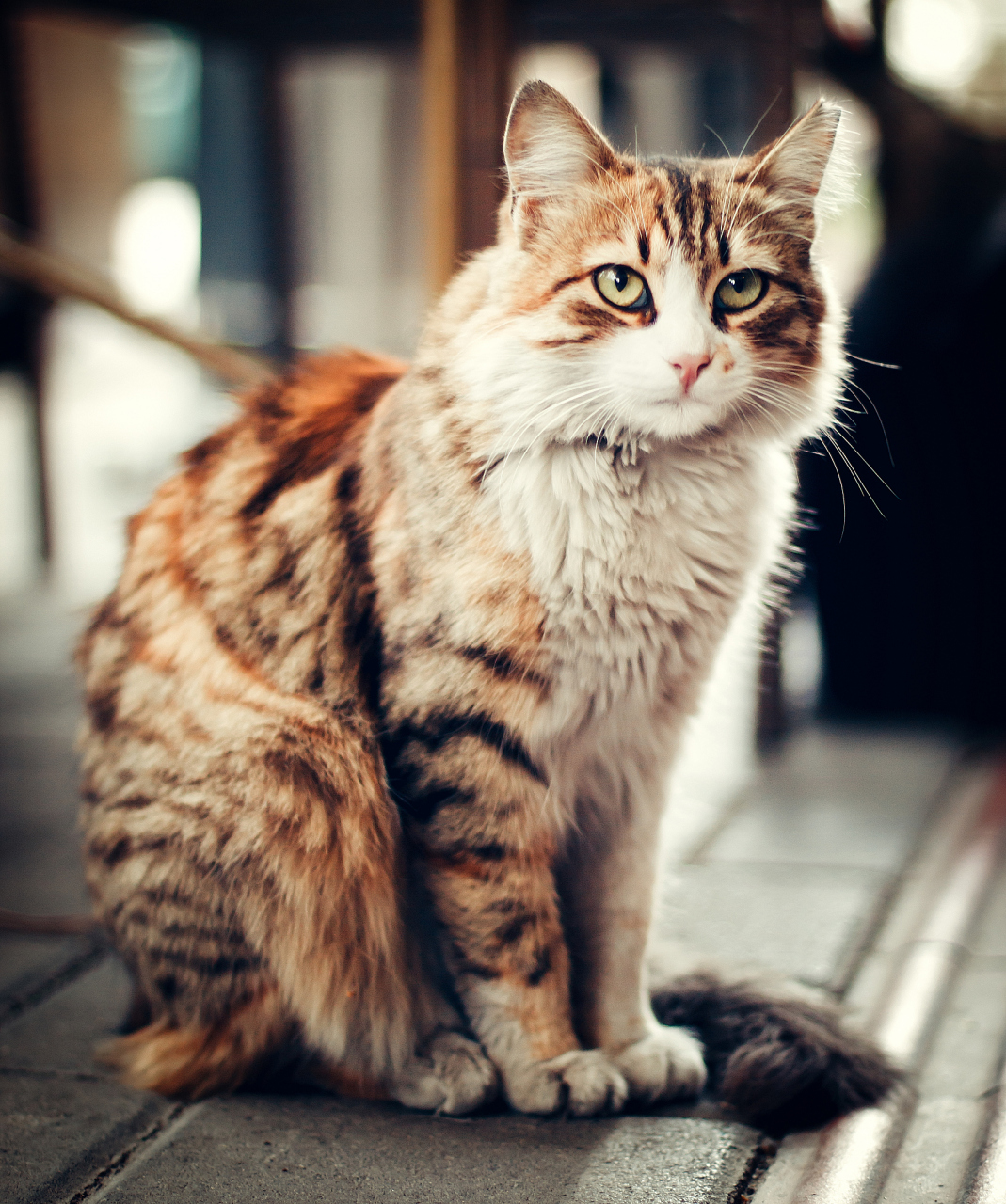 宠物# #宠物猫咪# 这里是一个适合家养的宠物猫排行前十#我的宠镲