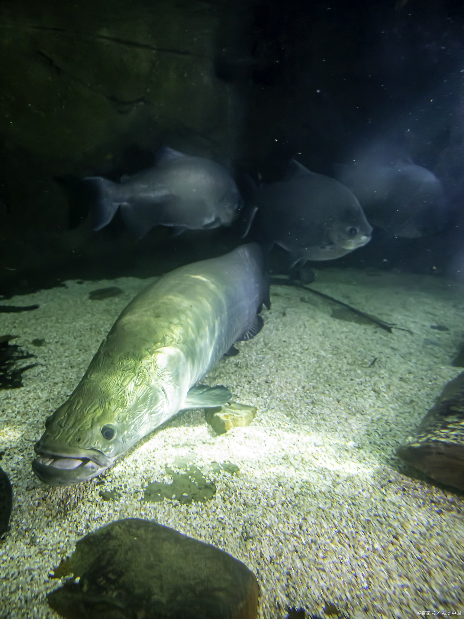 在遥远的南美洲, 隐匿于亚马逊河流域的静谧水域中