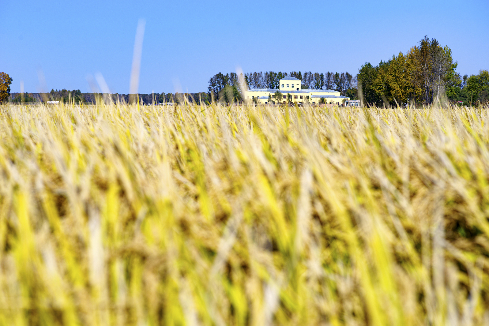 发现100个新郑州# 丰乐农庄,位于河南省郑州市惠济区路北段黄河吹堤