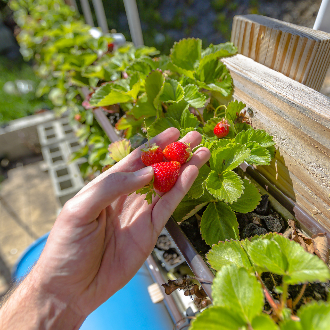 阳台种草莓,大家有没有试过?