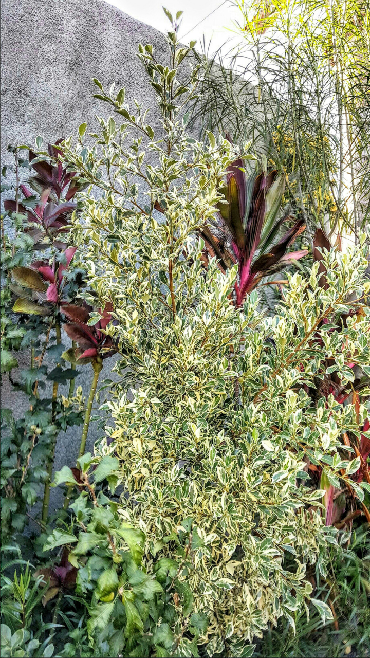 1,金石榴草能补充营养成分 金石榴草的叶子与嫩茎