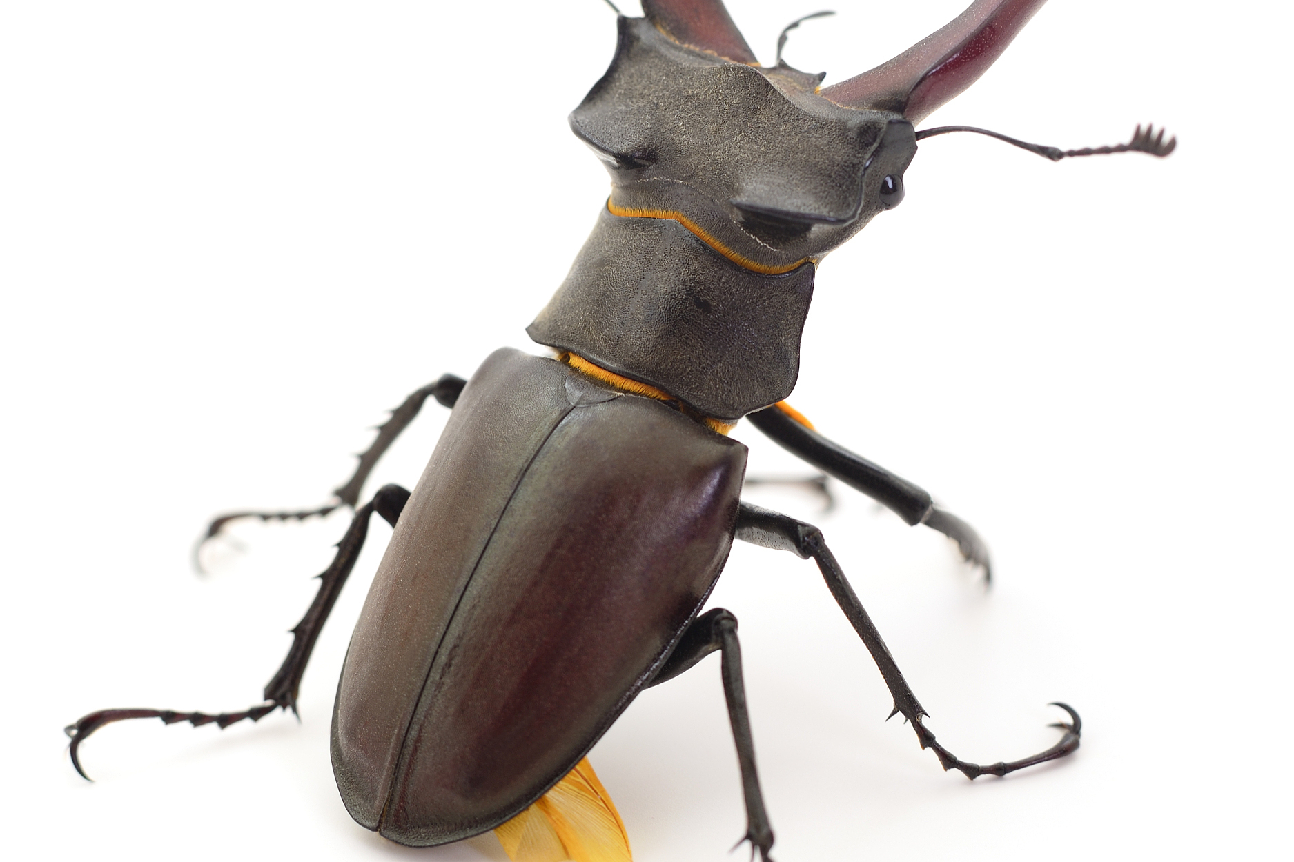 独角仙——威武的甲虫王者,体型硕大,色泽深邃