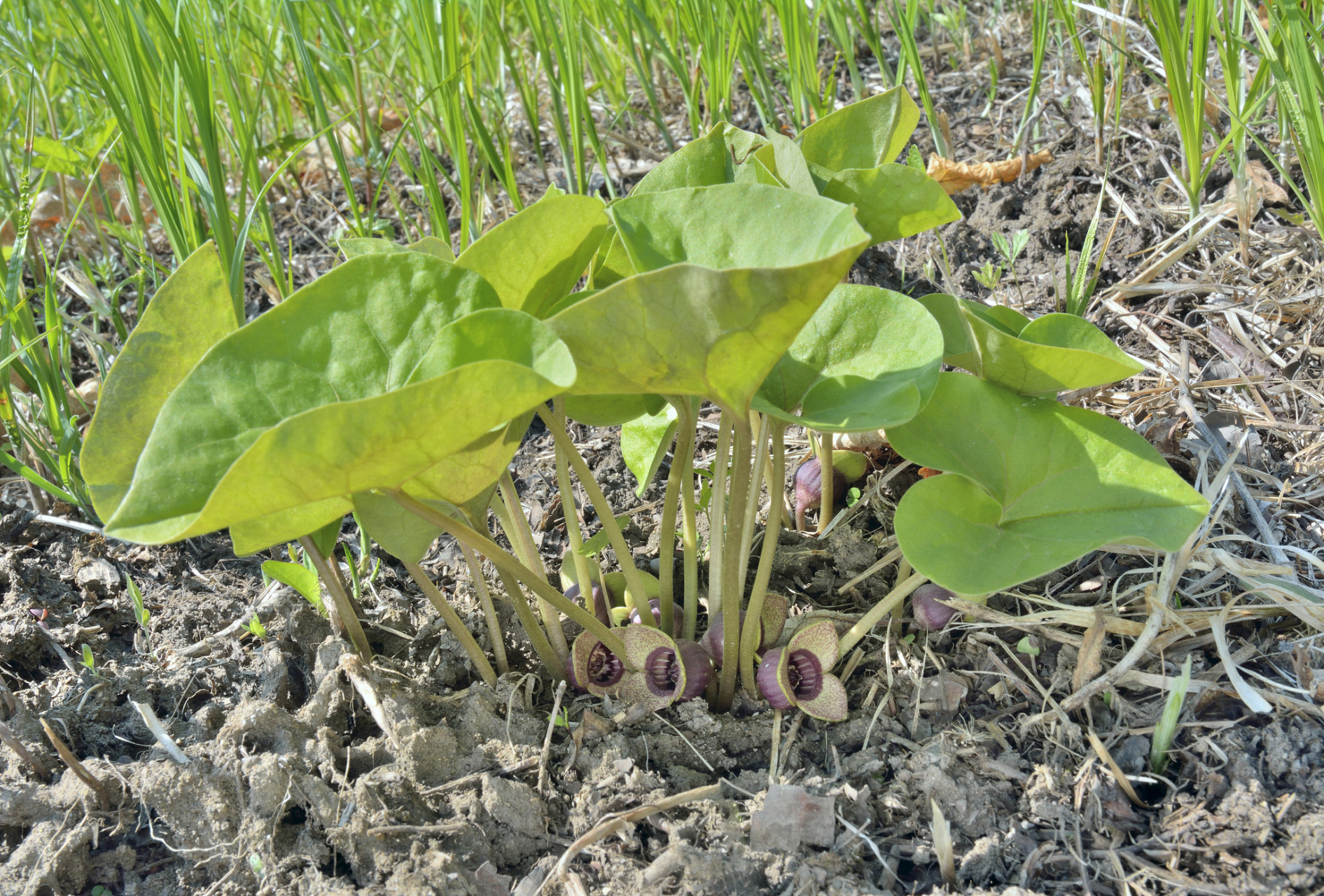 它不仅拥有药用价值,还能作为营养补充,助力我们的健康生活.