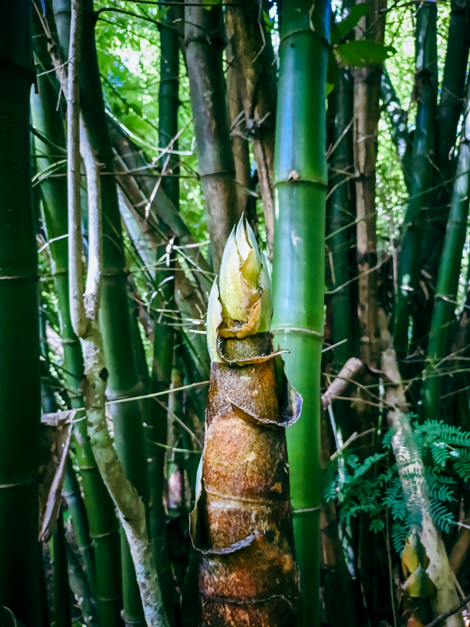 浙江#城市大玩家# 安吉竹笋:大自然的馈赠,餐桌上的珍品  在浙江省