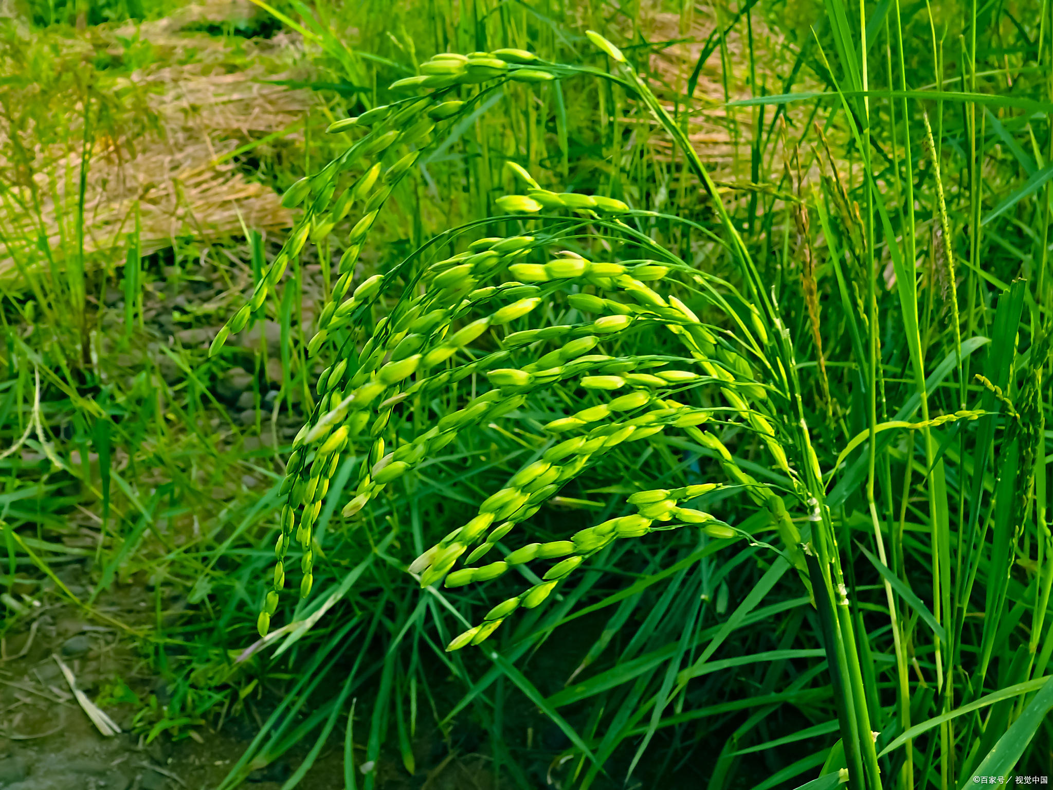禾本科植物有哪些 以下是禾本科植物主要分类及常见种