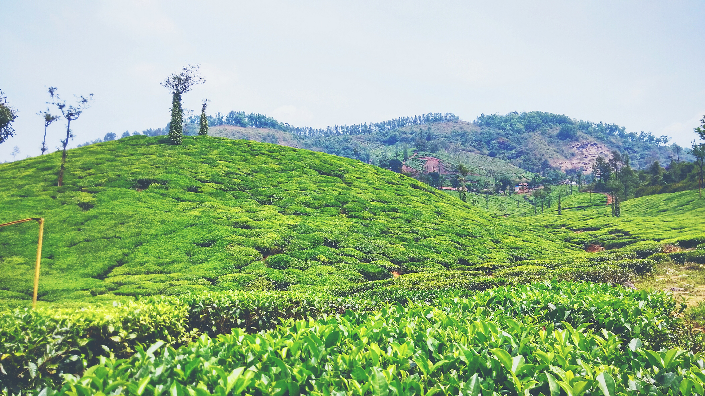 镜头里的春天# 蒙顶山旅游,世界的茶树摇篮,云雾缭绕间,茶园如诗然