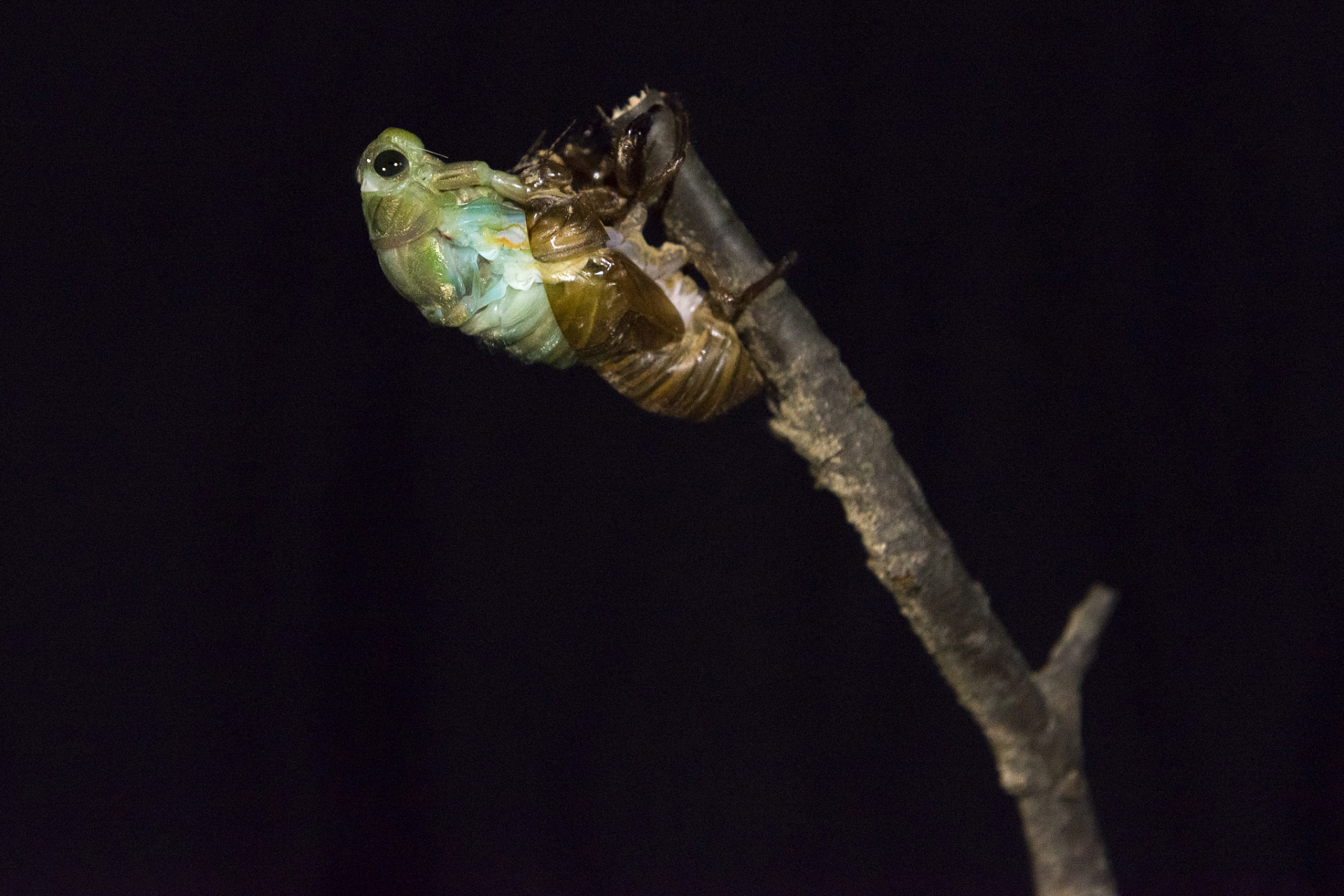 动态连更挑战# 明月别枝惊鹊,清风半夜鸣蝉.