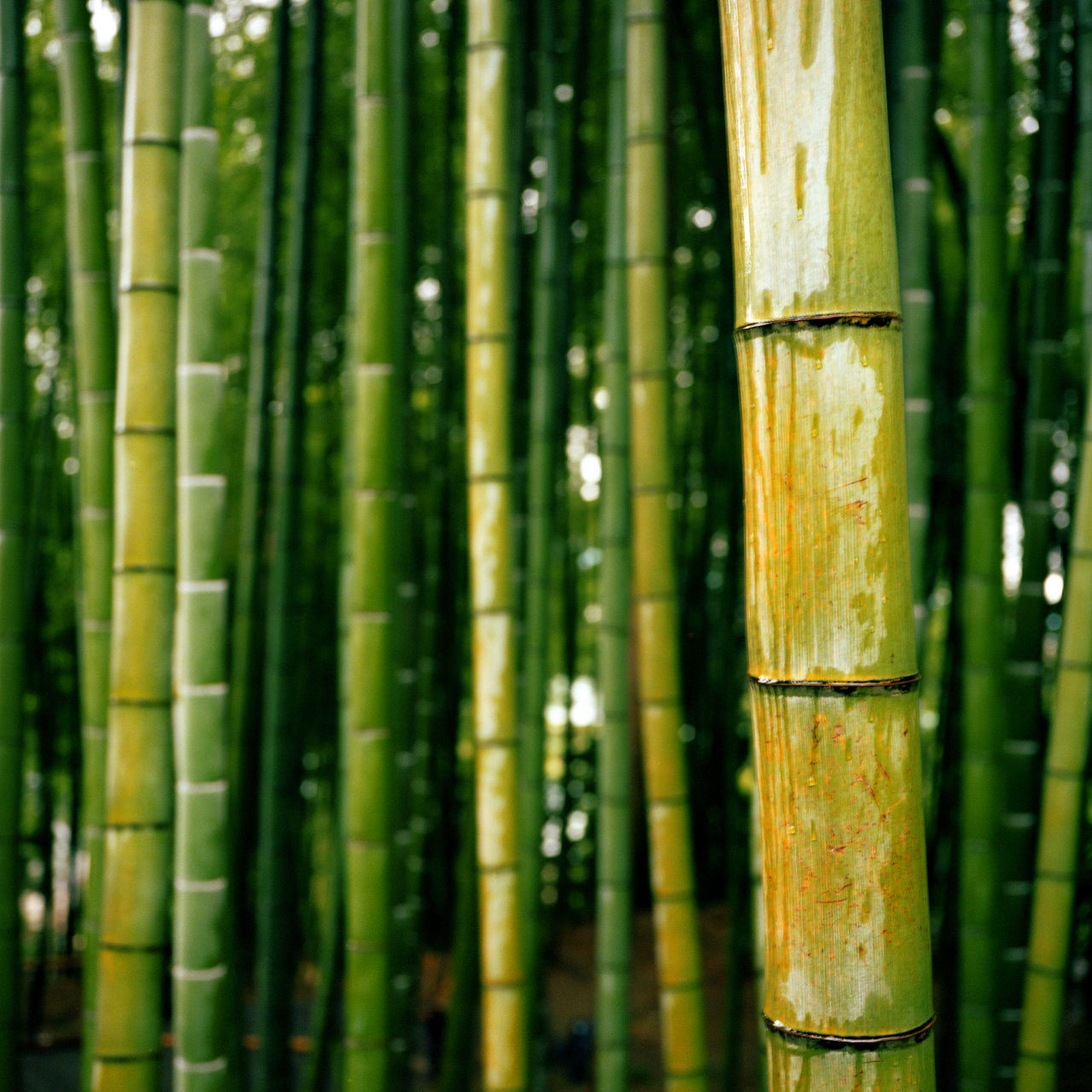 广宁地处粤西北部,绥江中游,属于南亚热带北缘,这里的环境气候非常