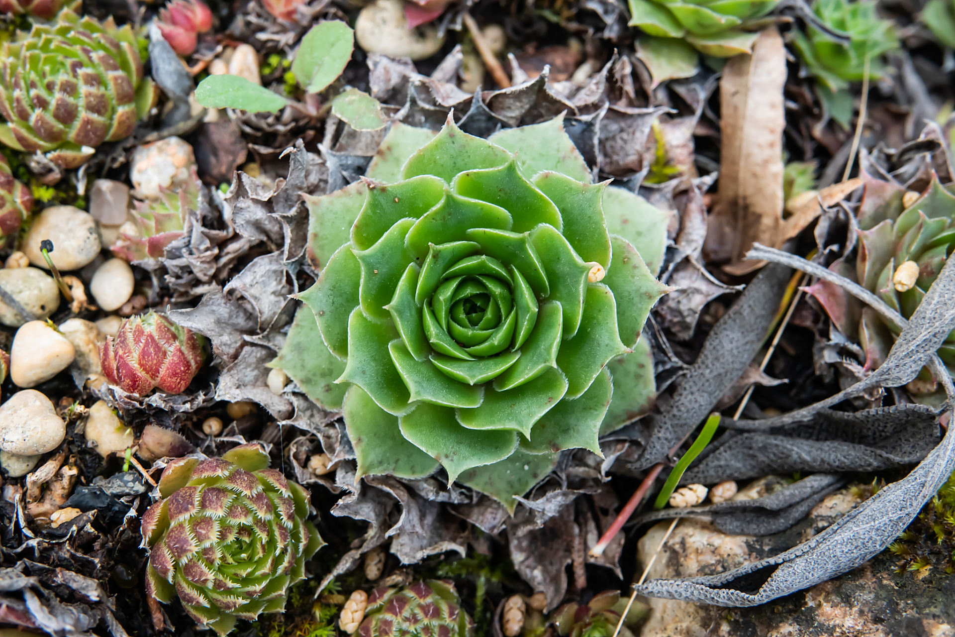 山地玫瑰 山地玫瑰是景天科莲花掌属,花语是"永不凋零的爱".