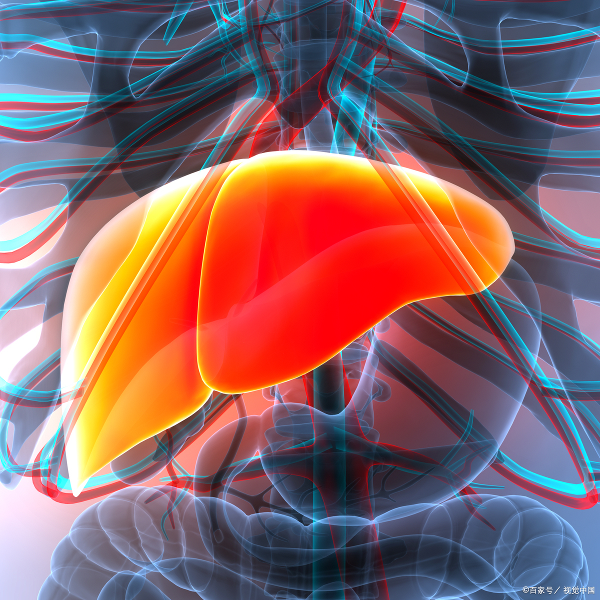 具有清热利湿肝效果图肝器官图标肝的体表投影图肝脏透明分层素材图片