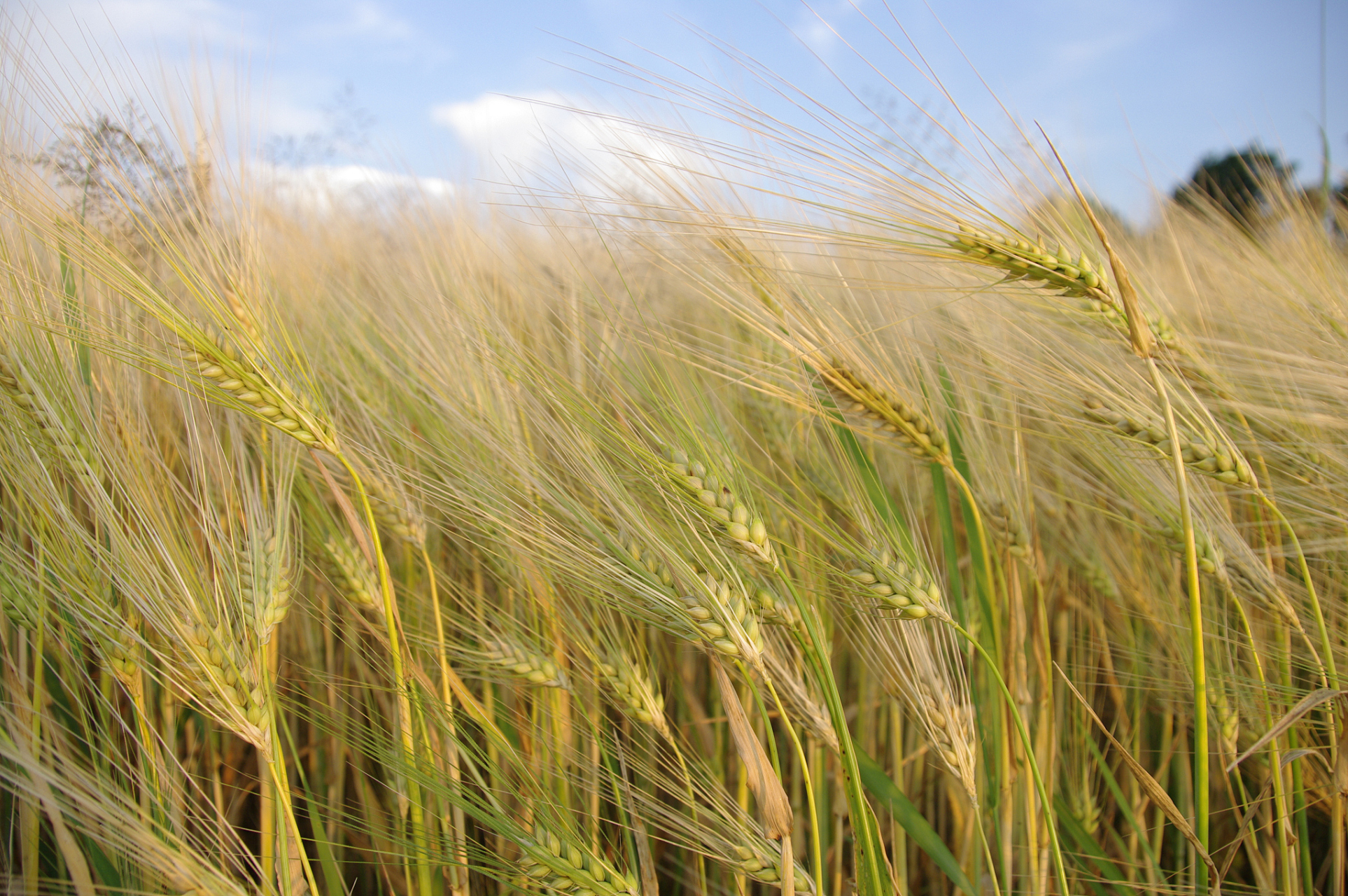 粮食作物小麦  小麦是一种在全球广泛种植的谷物,被用于制作面粉,面包