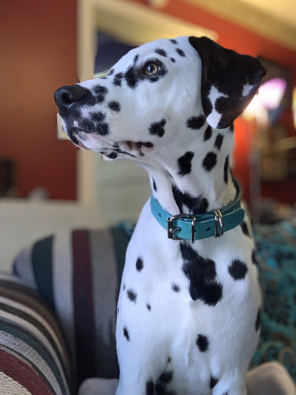 大麦町犬,又称斑点狗,是一种非常受欢迎的犬种.