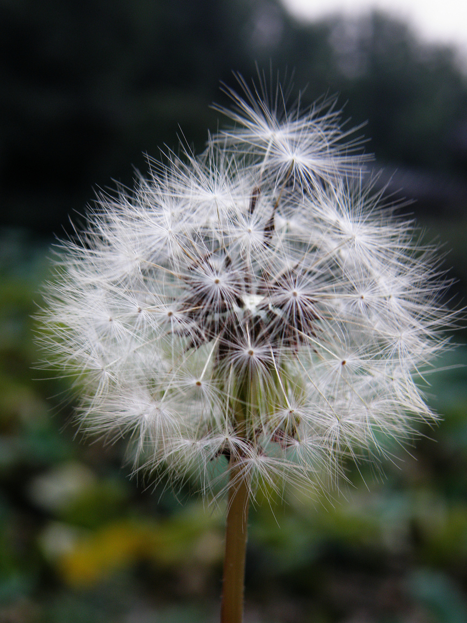 选择一个合适的位置:要拍摄蒲公英特写,需要选取一个蒲公英所在的比较