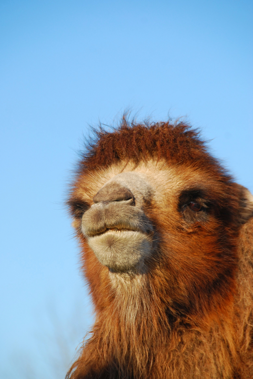 骆驼,它是一种来自荒漠之地的神奇动物.