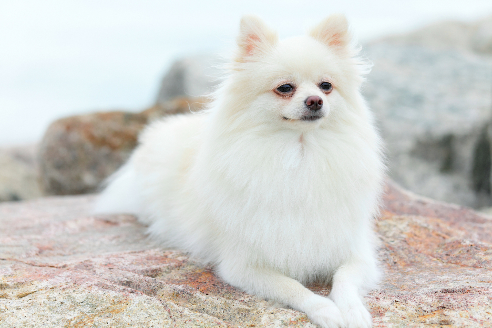 哈多利博美犬多少钱图片