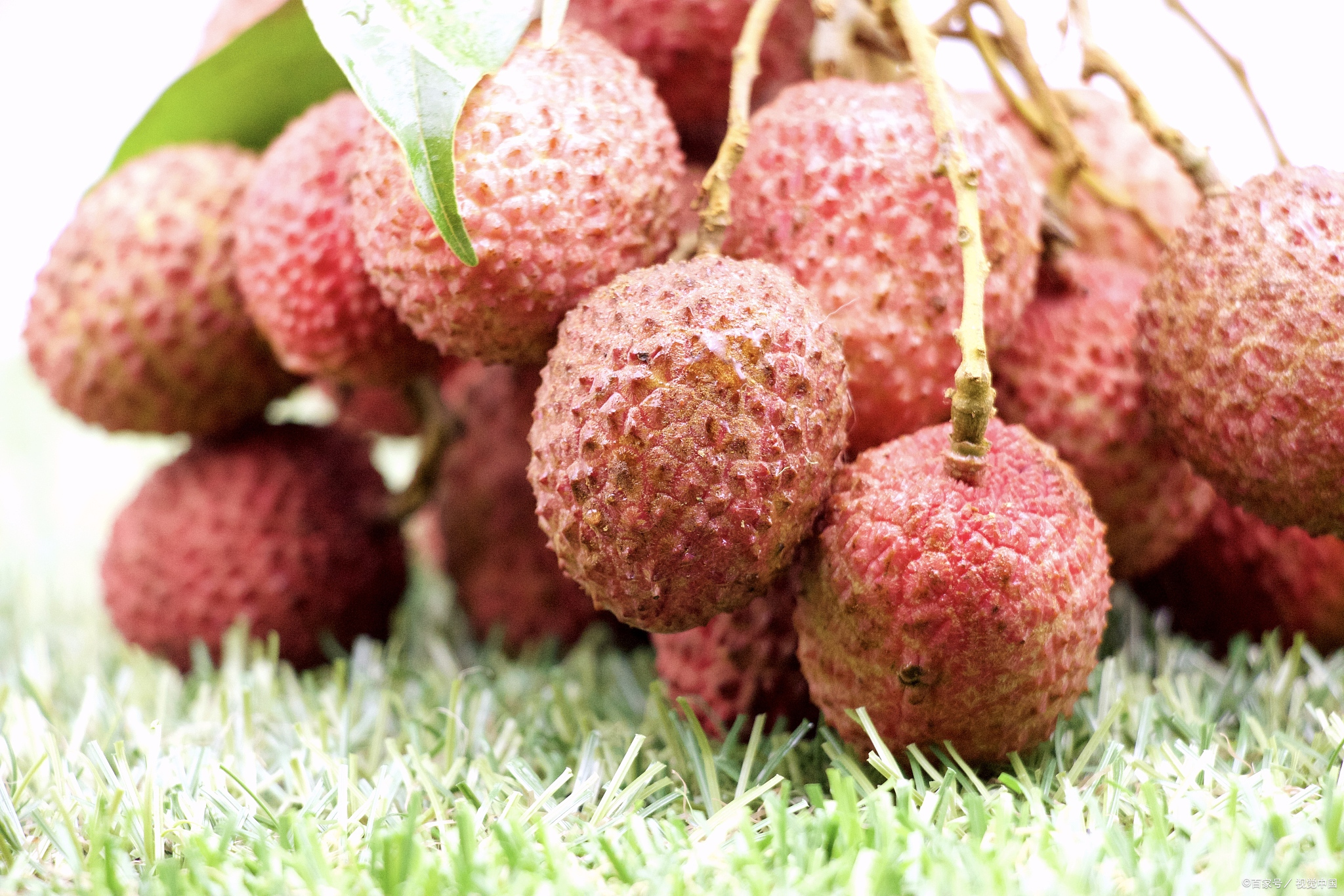 荔枝,这颗小巧玲珑,色泽鲜艳的水果,不仅美味可口,更是养肝护肝的佳品