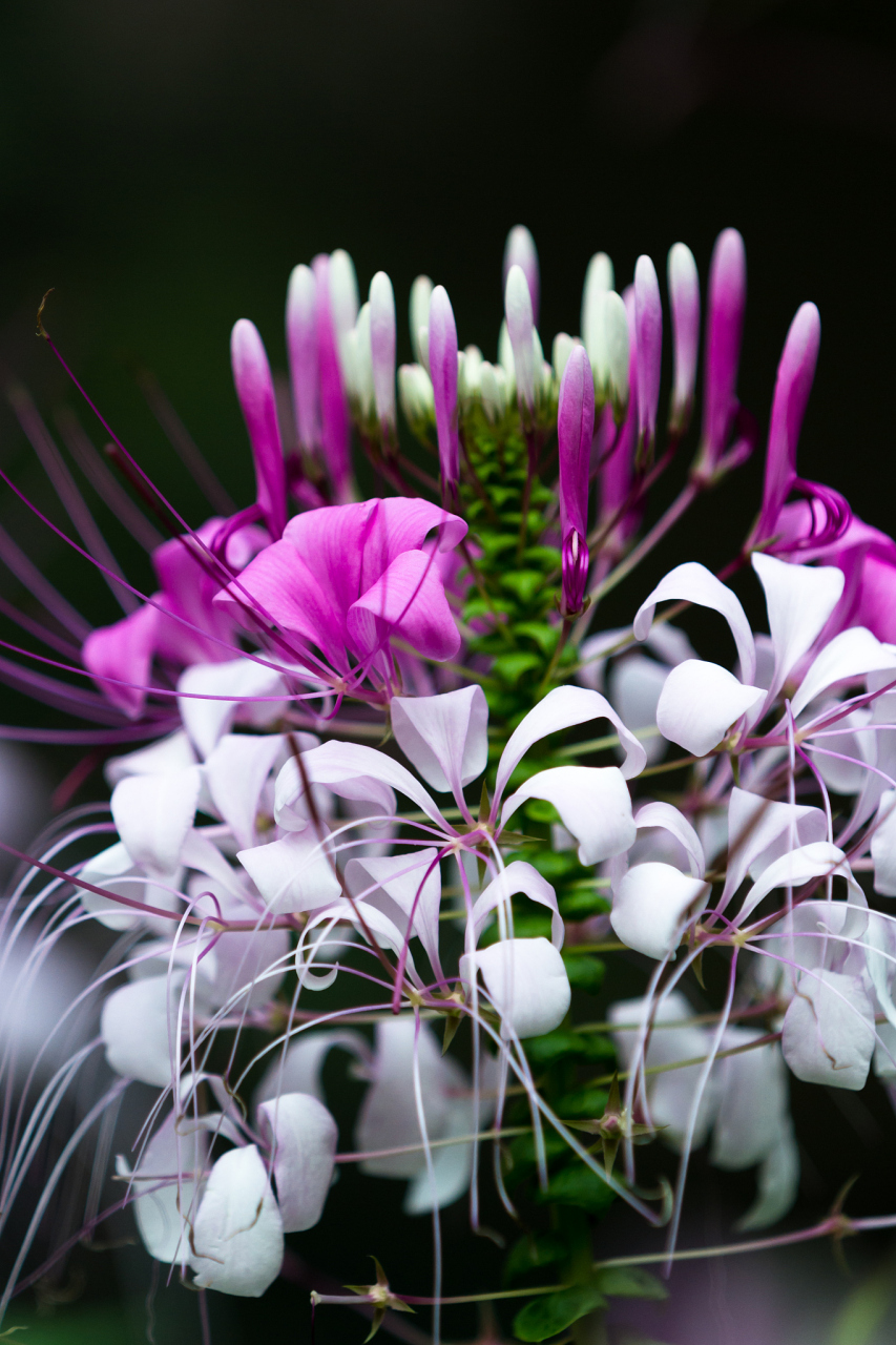 尽管花期短暂,但它的美丽和吸引力使它成为花园中的明星,深受人们喜爱