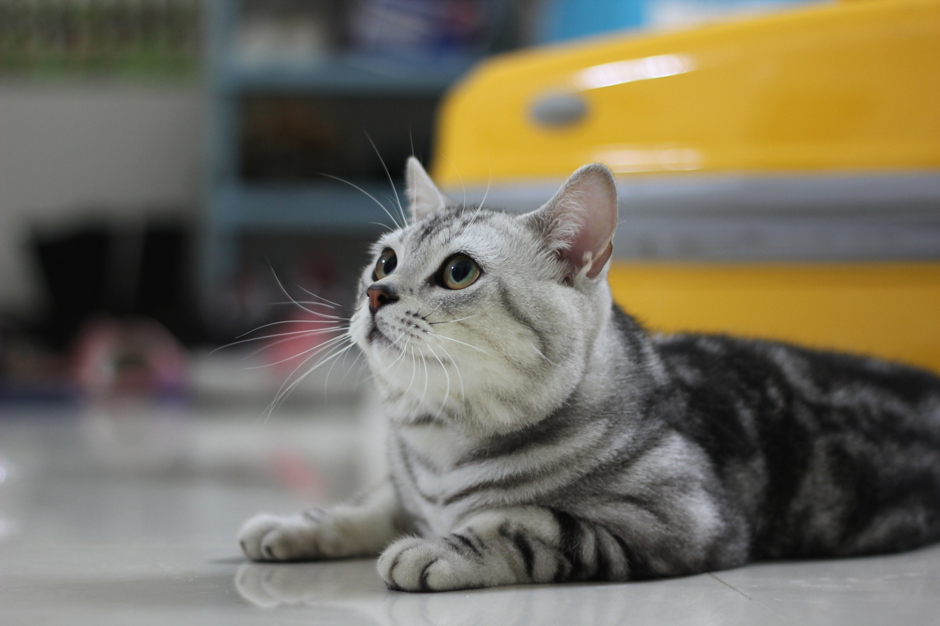 美国短毛猫(英文名:american shorthair cat)是一种常见的家猫品种,起