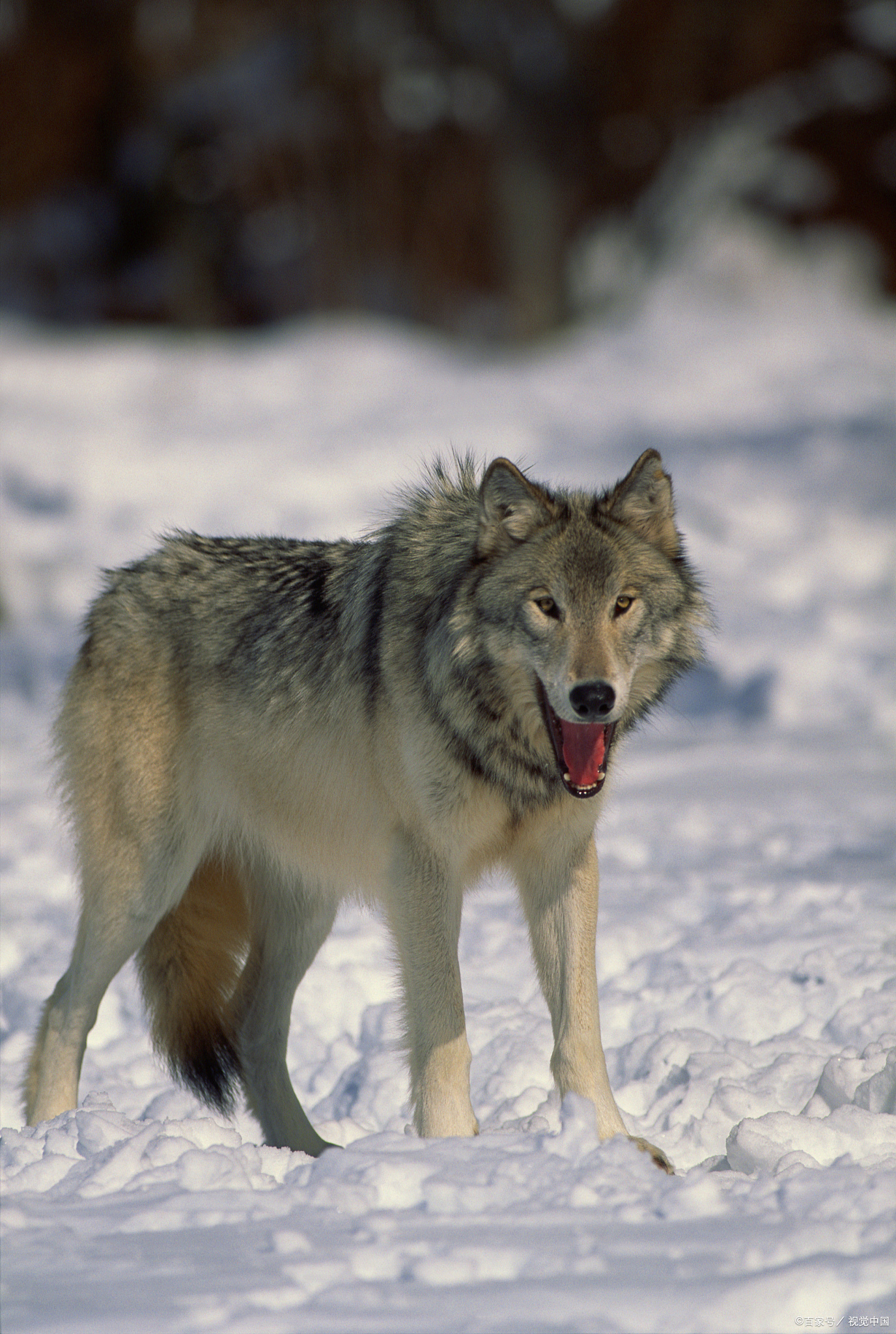 最大的狼是 麦肯齐河谷狼 ,也称为 西北狼