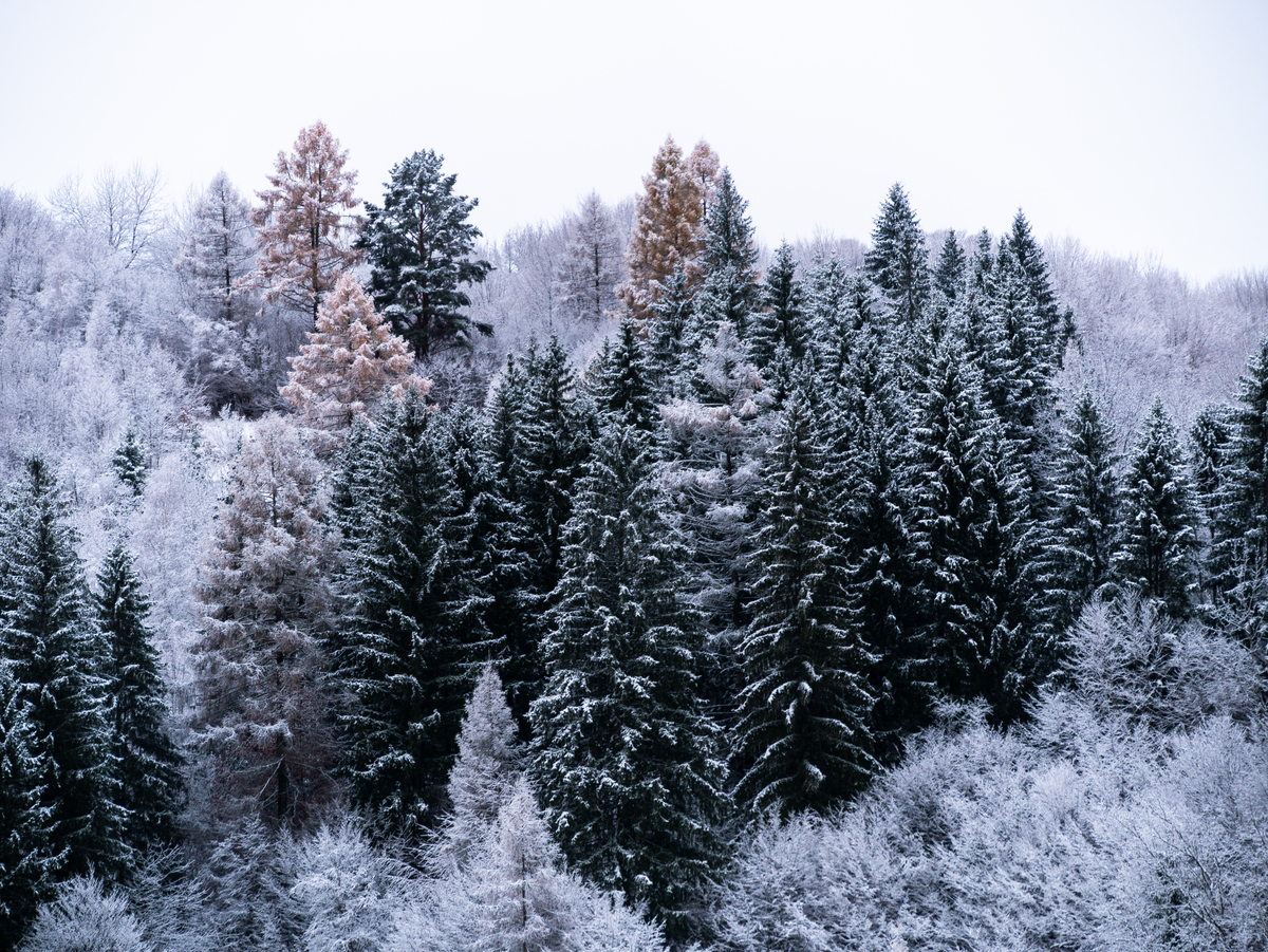 雪松的寓意和象征意义