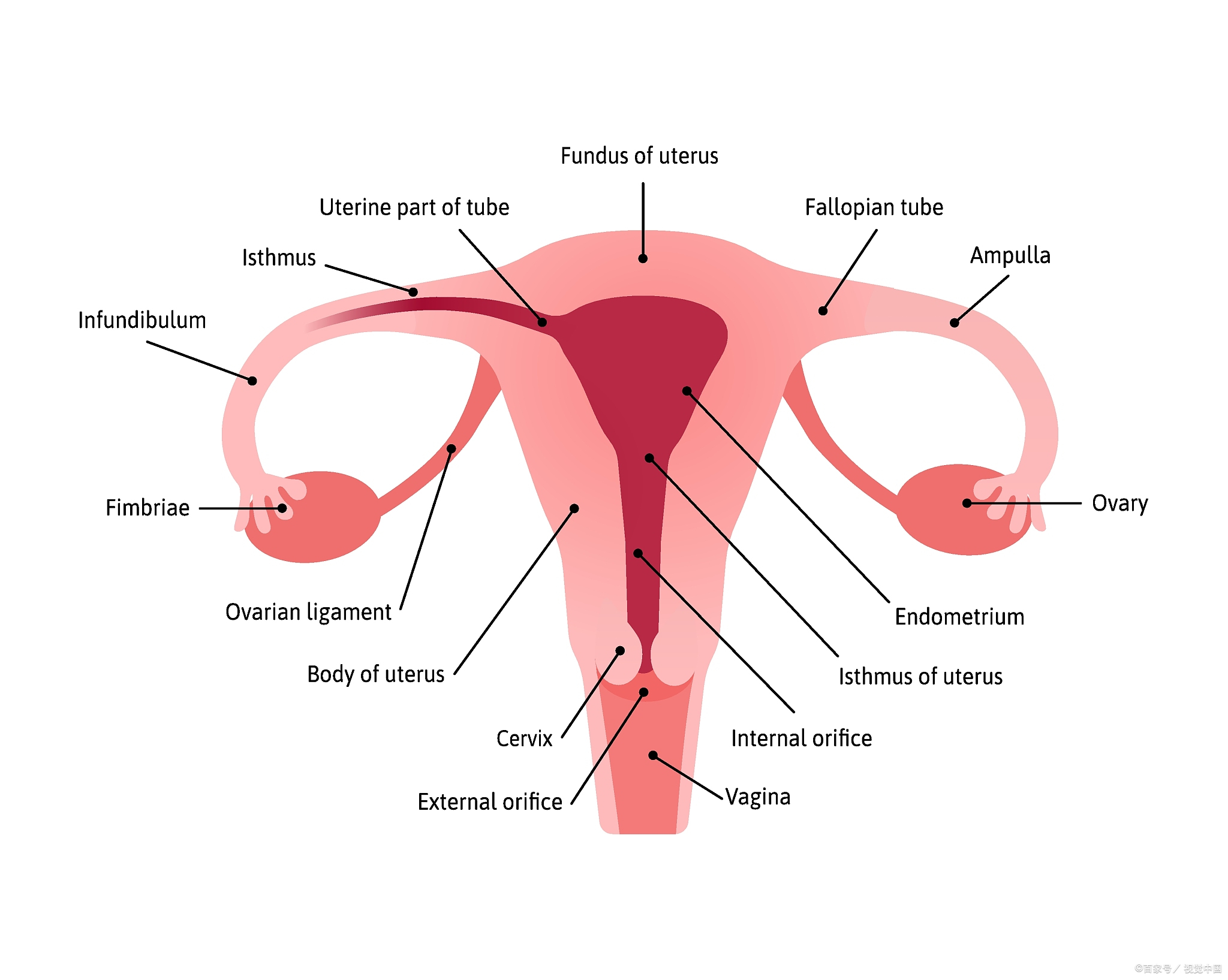 为什么小姑娘会有盆腔积液