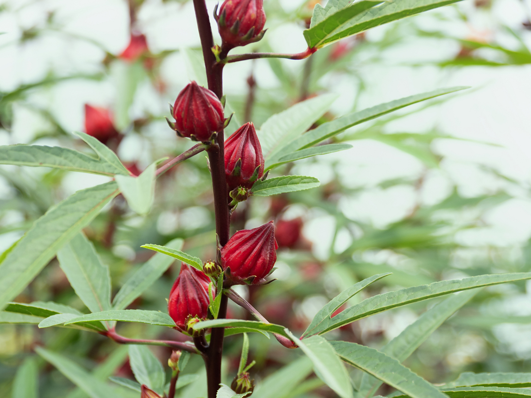 洛神花具有独特的食用价值和药用价值,富含维生素c,维生素e,儿茶素