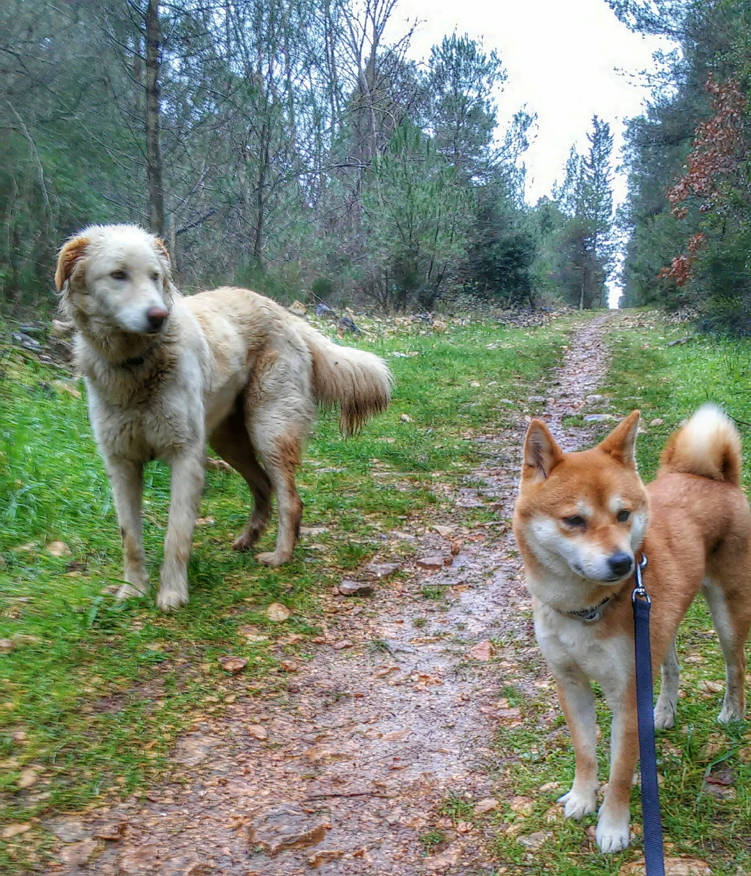 有一次跟着妈妈回乡下看外婆,刚到村口就看到很多狗狗在打闹,个个龇牙