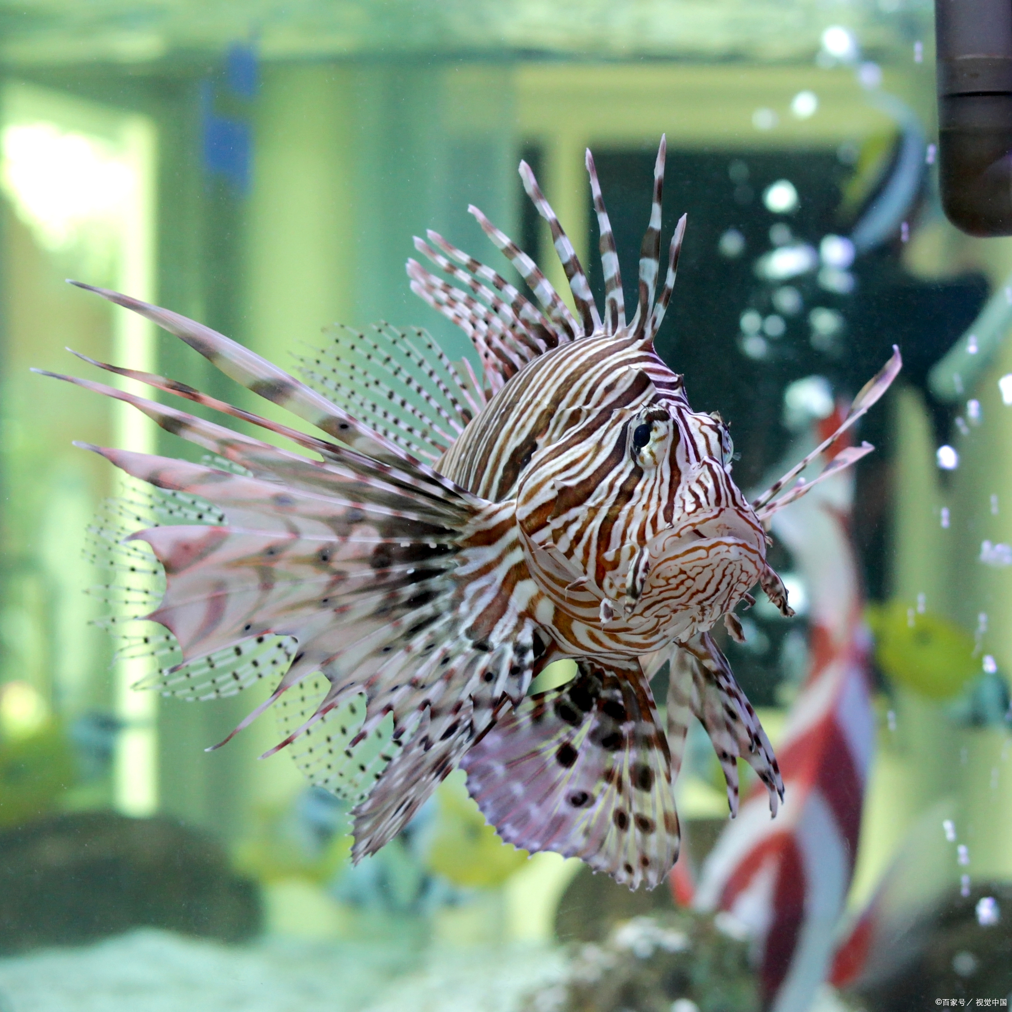 他们充满好奇心,对周围的一切都充满了探索欲望