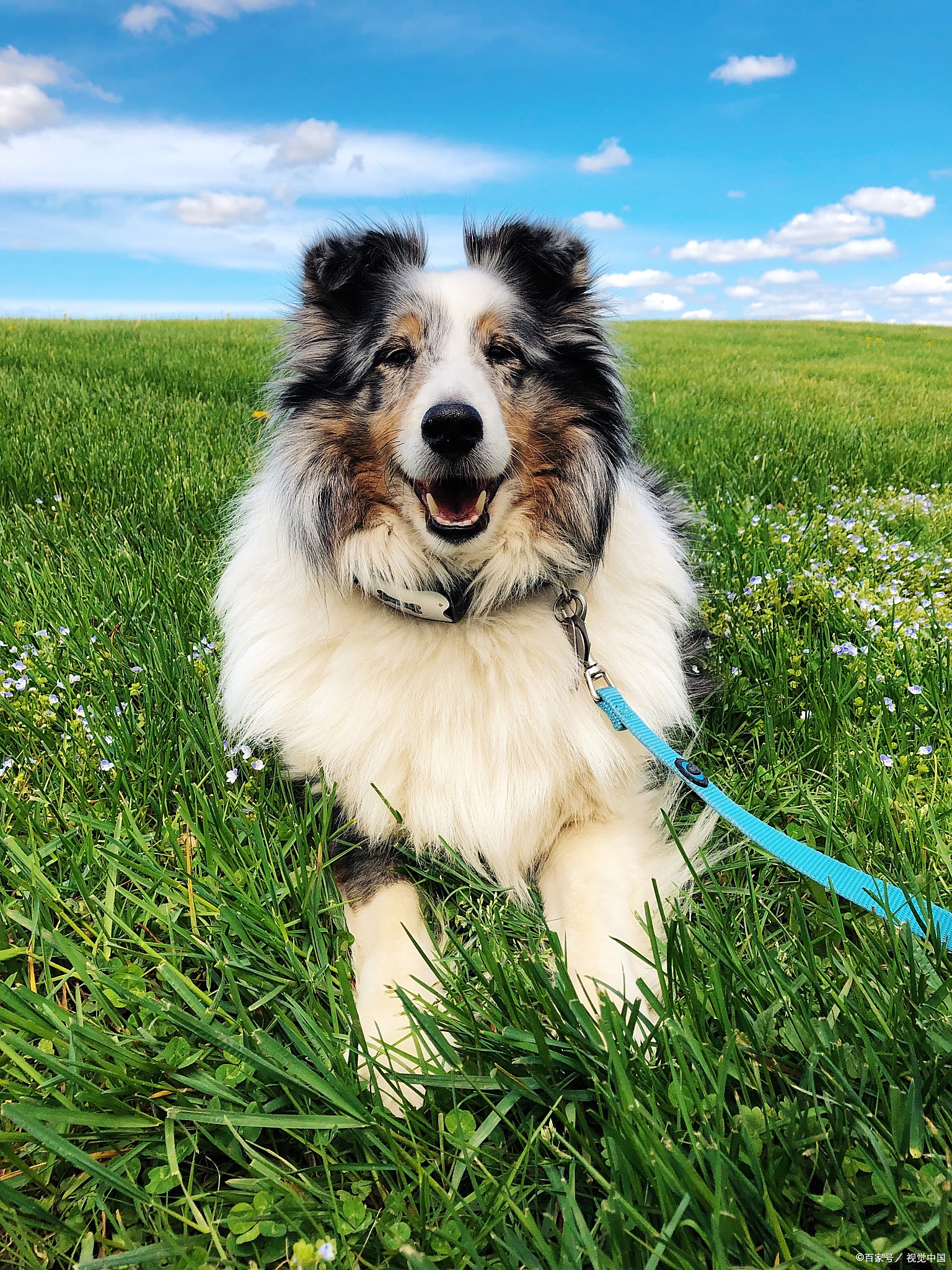 苏格兰牧羊犬以其聪明,活泼,温顺和好学而闻名,是许多家庭和农场主的