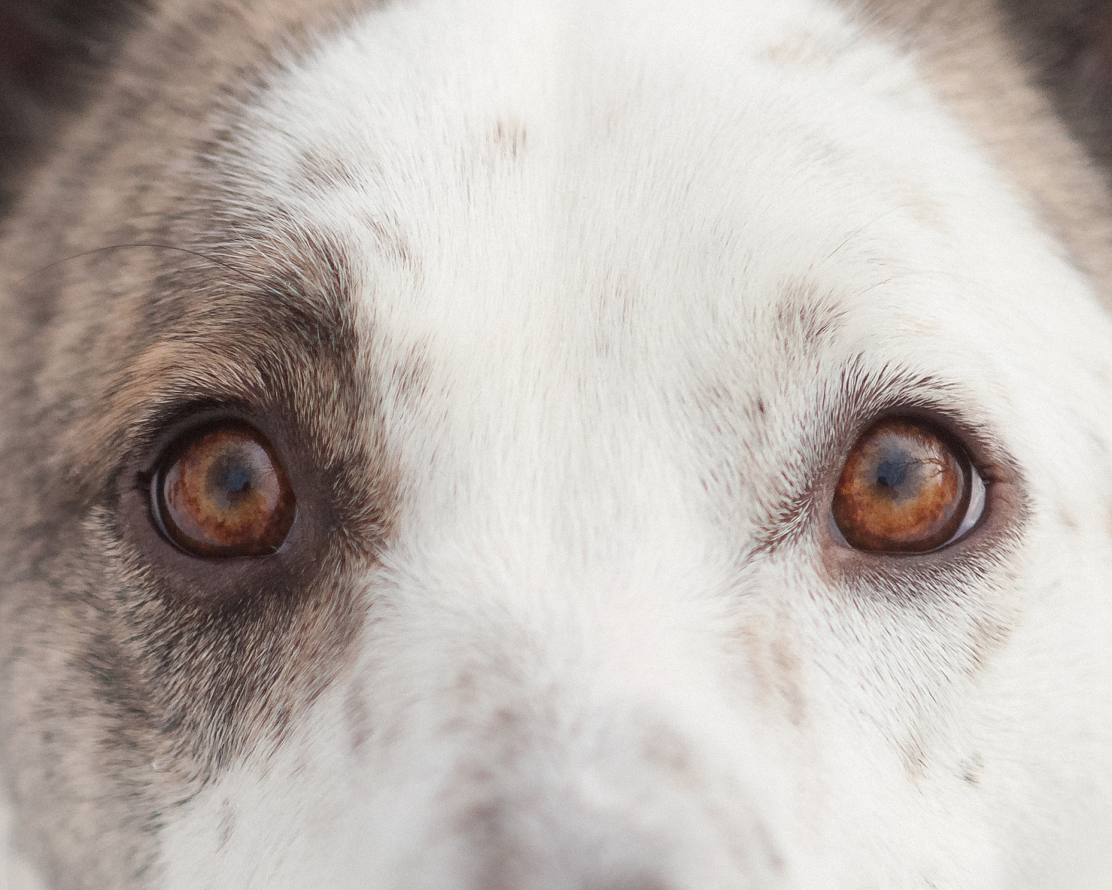 在众多关于狗的讨论中,眼睛的颜色似乎是一个经常被提及的话题.