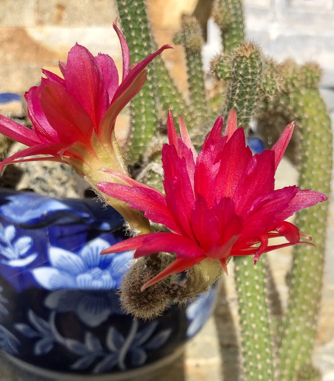 其实,开小红花的仙人掌品种并不多,常见的有绯花玉和鼠尾掌等.