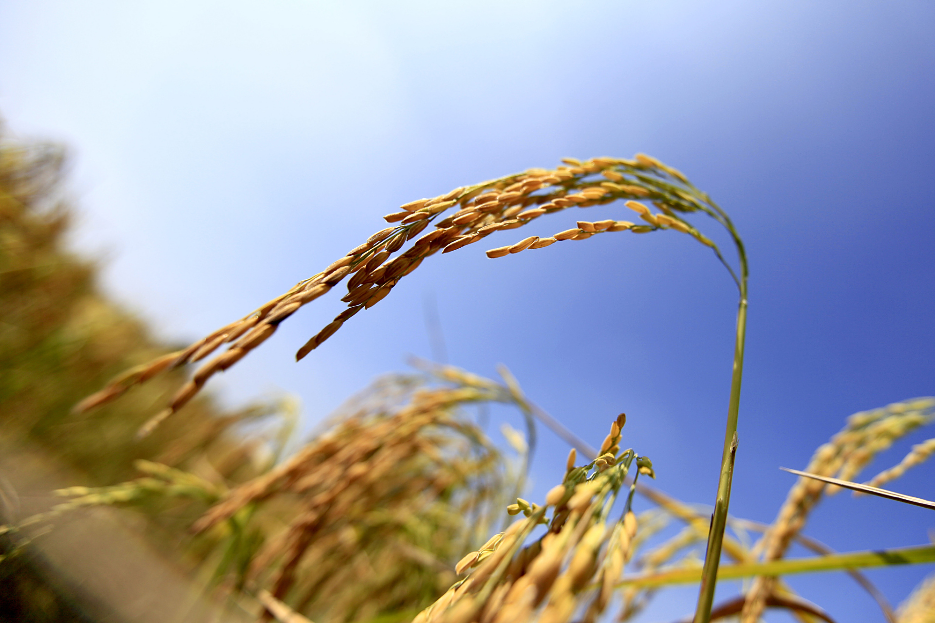 河姆渡稻谷是中国最早的人工栽培稻谷,改变了中国栽培水稻从印度引进