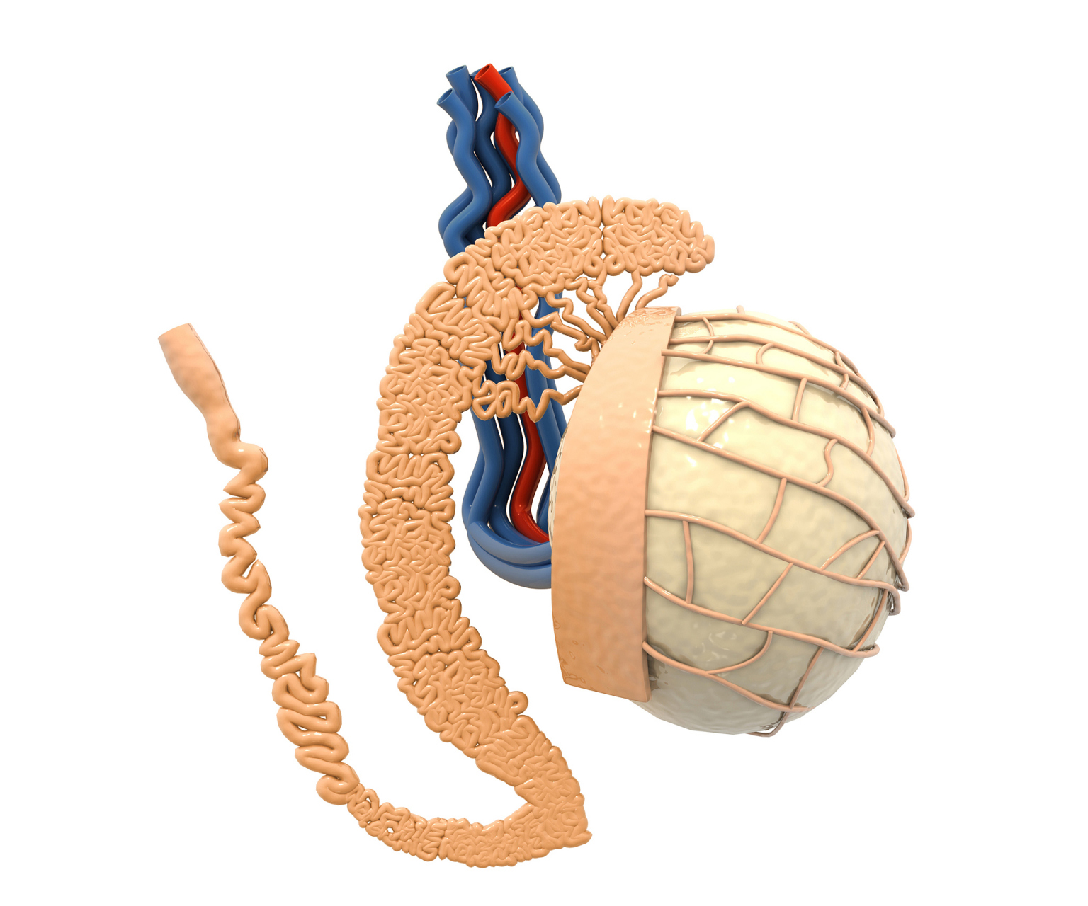 附睾囊肿的治疗  附睾囊肿,听起来好像是个挺严重的病,但其实它就是