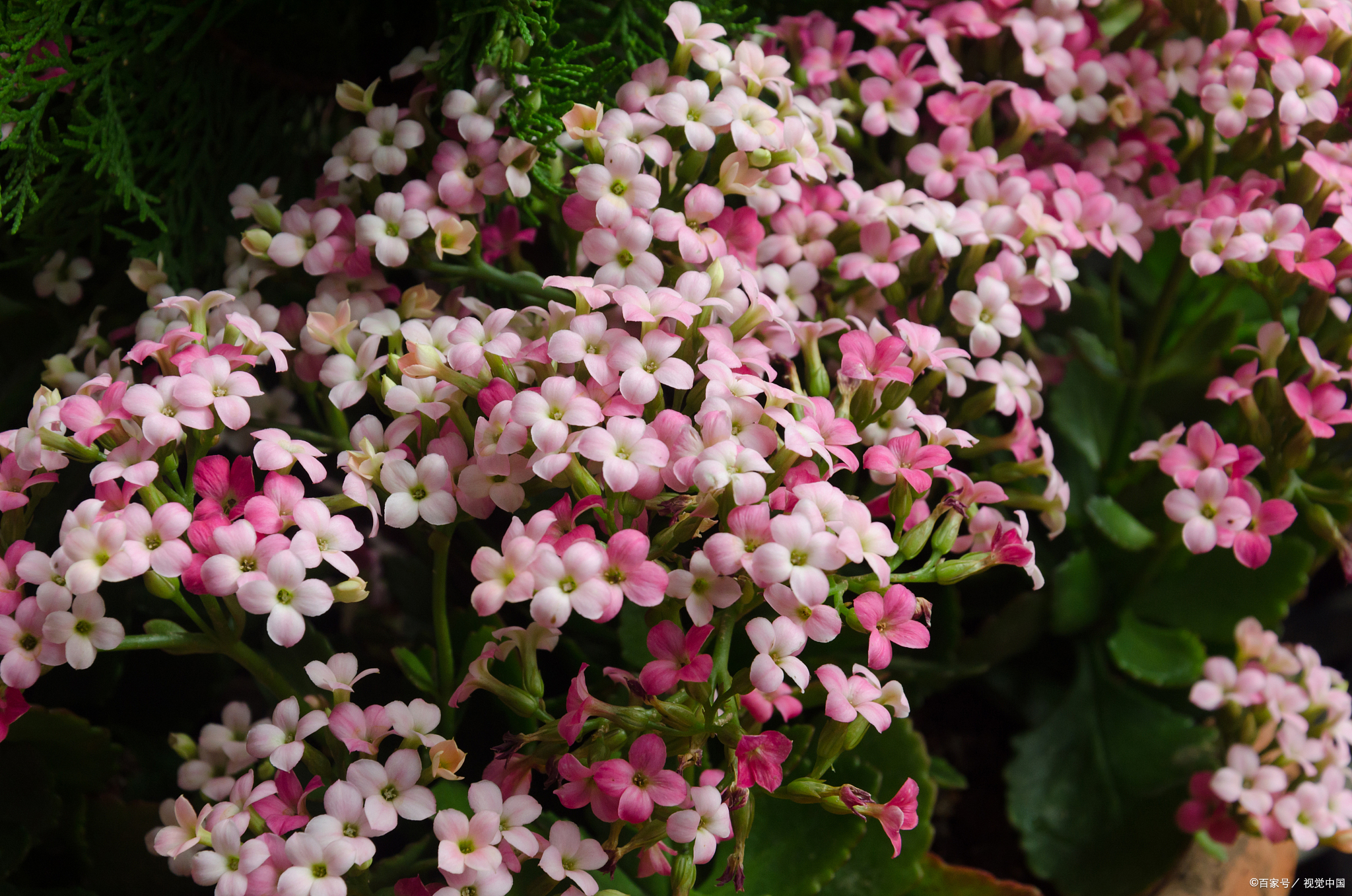 金鱼草(学名:antirrhinum majus)的开花时间主要受品种,种植时间和