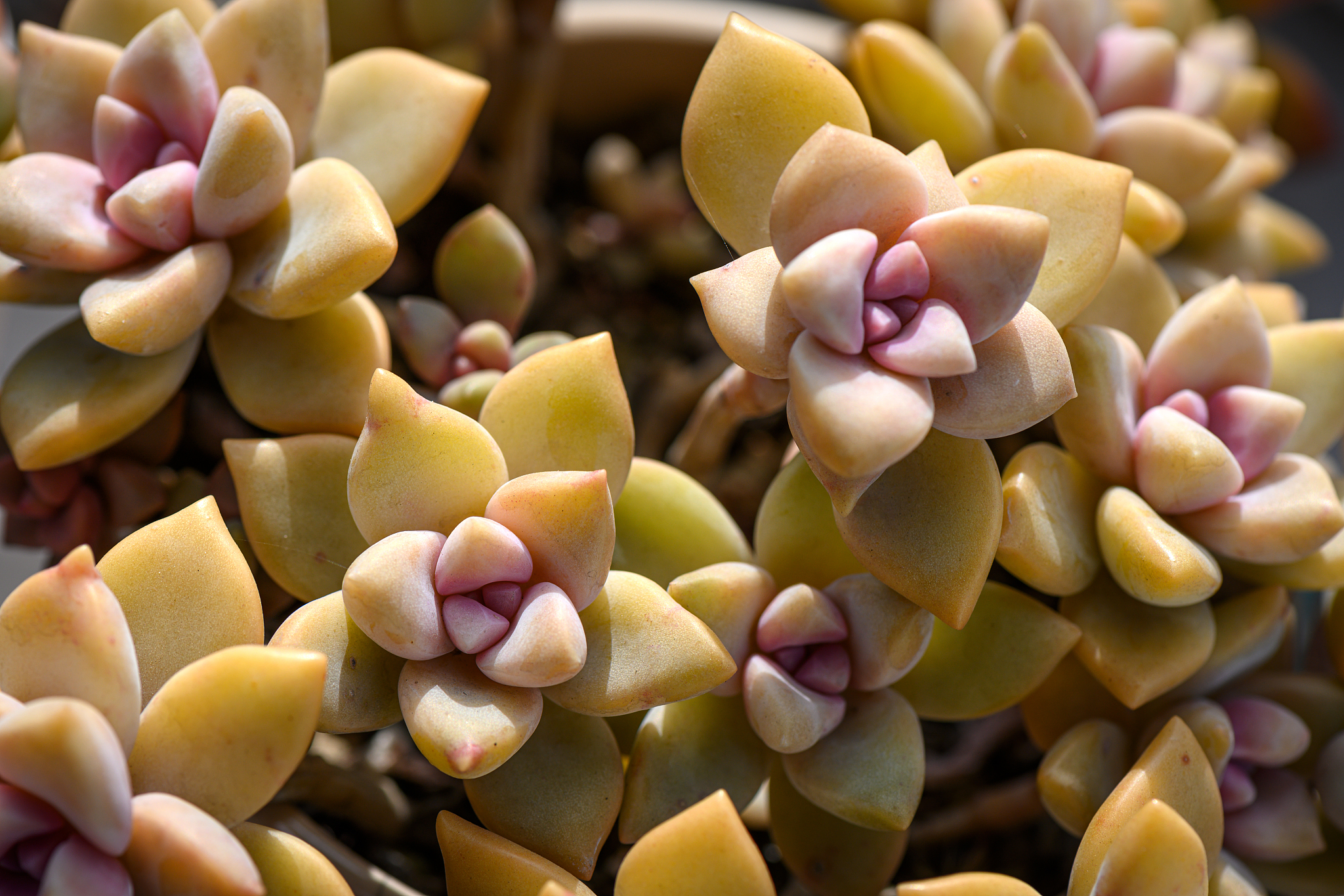 新花月锦多肉以其鲜艳多彩的花朵.@金小红好物的动态