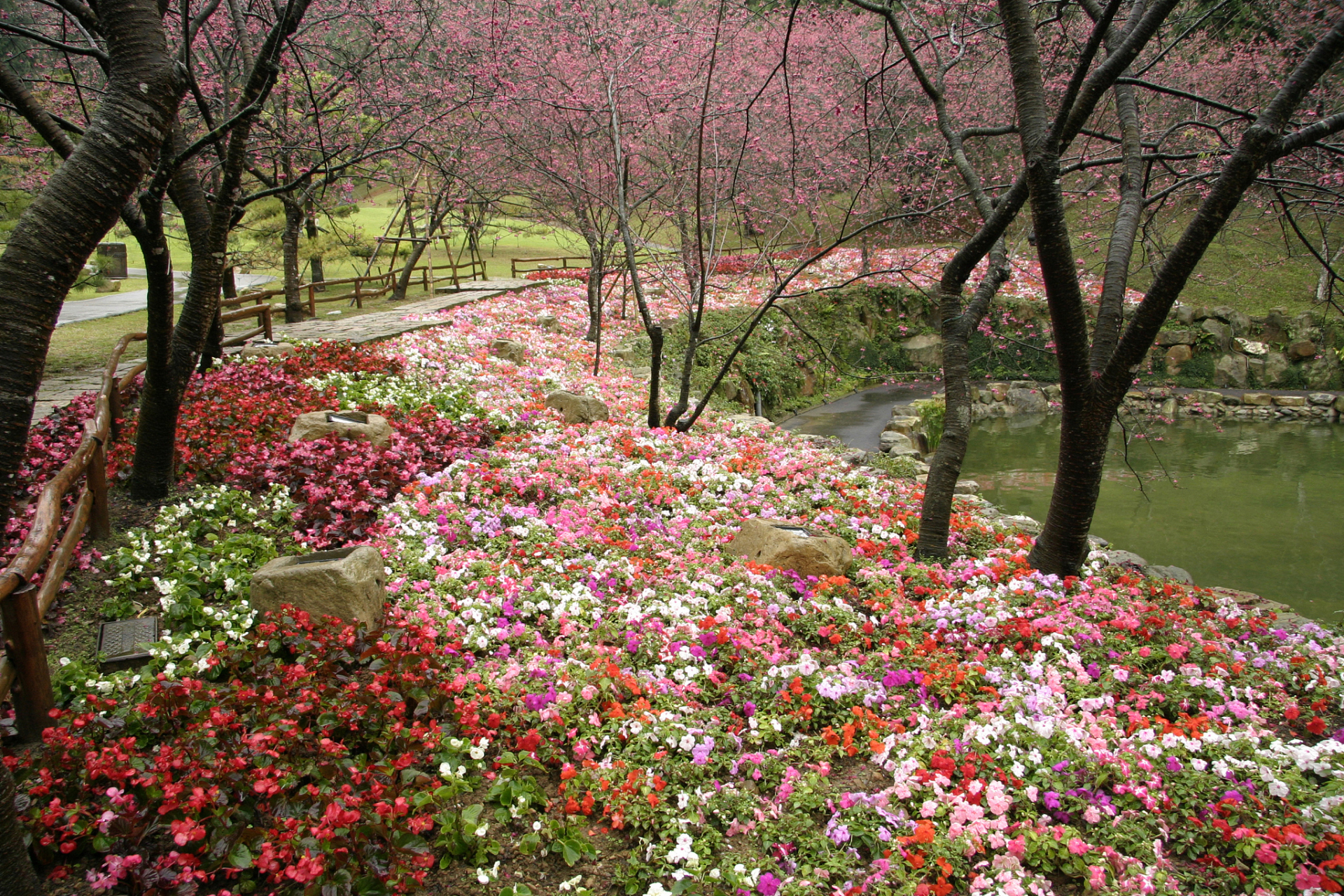 秦皇岛街头在春季变得色彩斑斓,一片花海欢腾