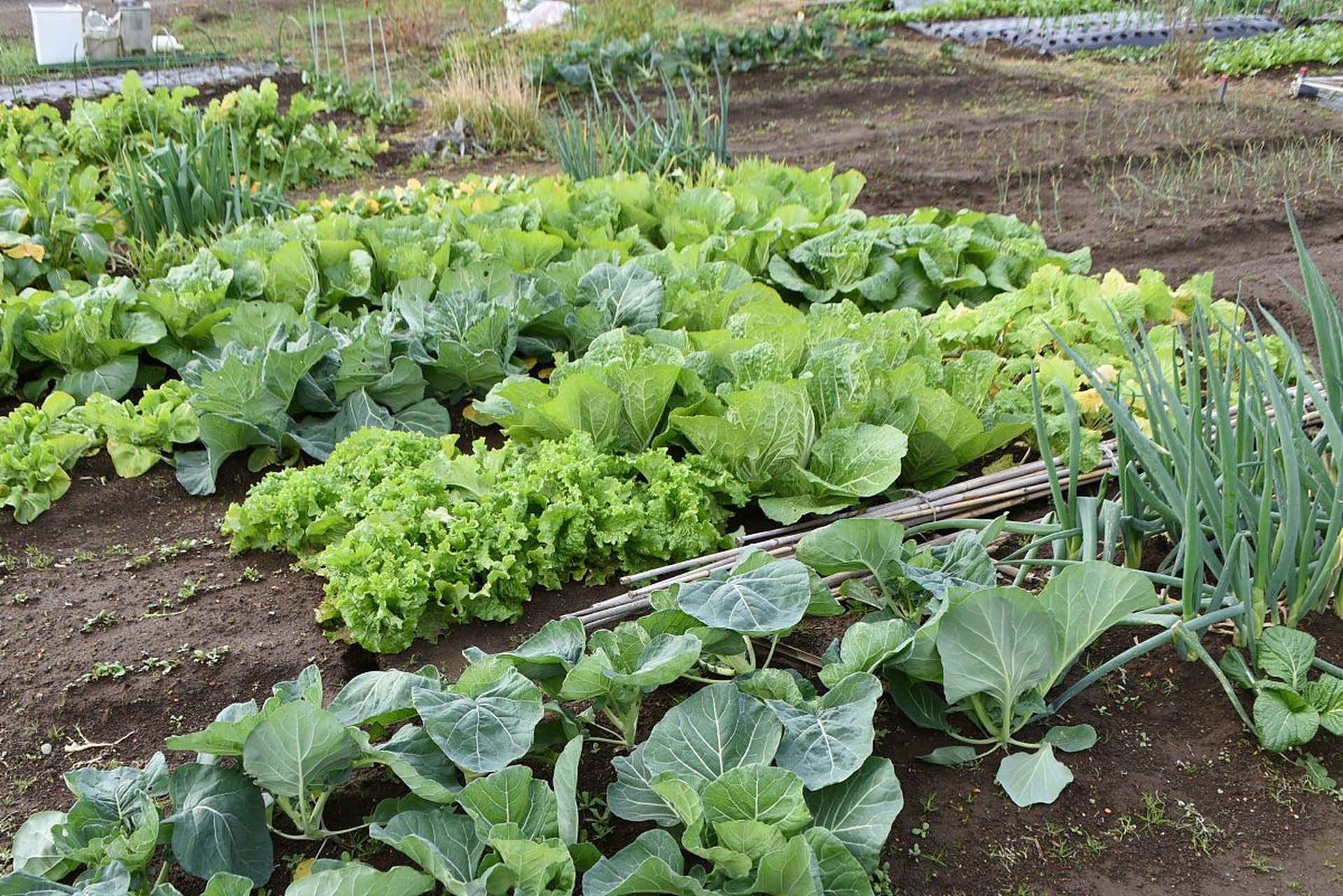 摘要: 四季小白菜是一种耐寒蔬菜,种植养护技巧包括选择合适品种,适宜
