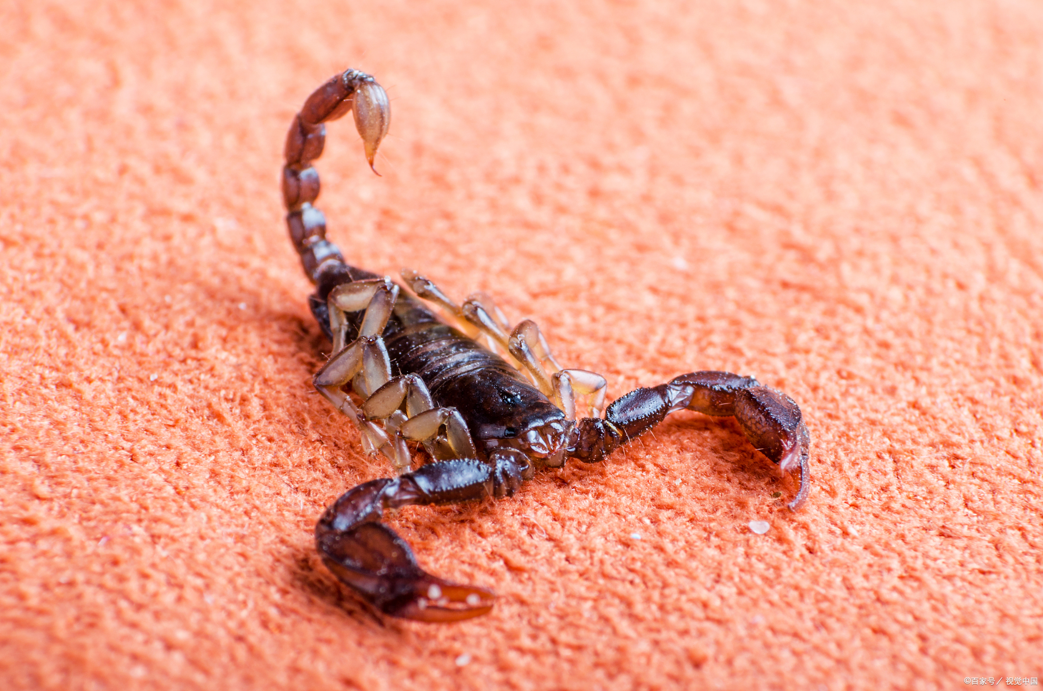 适合北方养的宠物蝎子