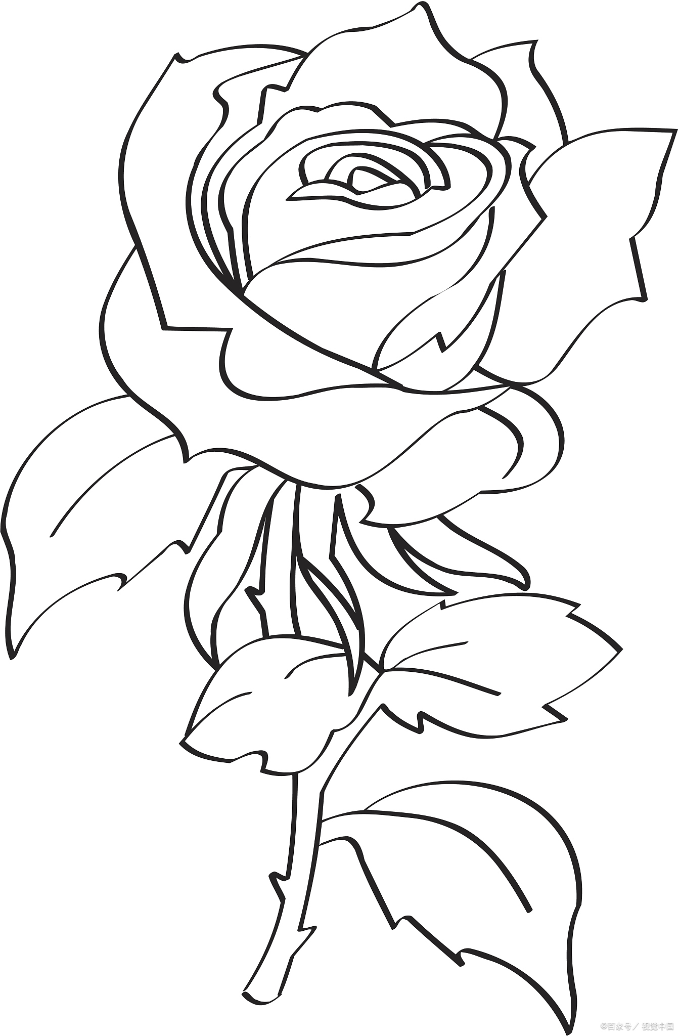 如何画月季花简笔画