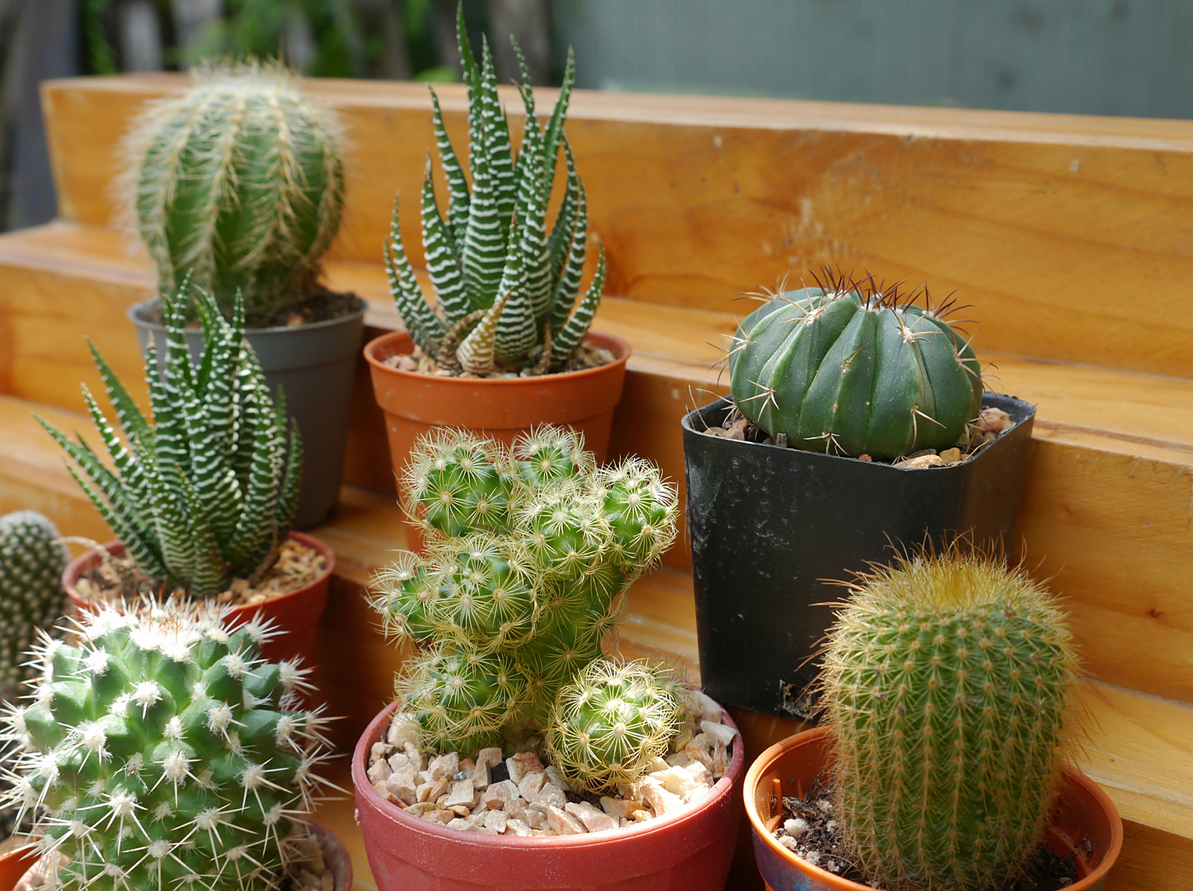 家里养仙人掌是相对容易管理的选择,适合初学者或忙碌的人,不需要经常