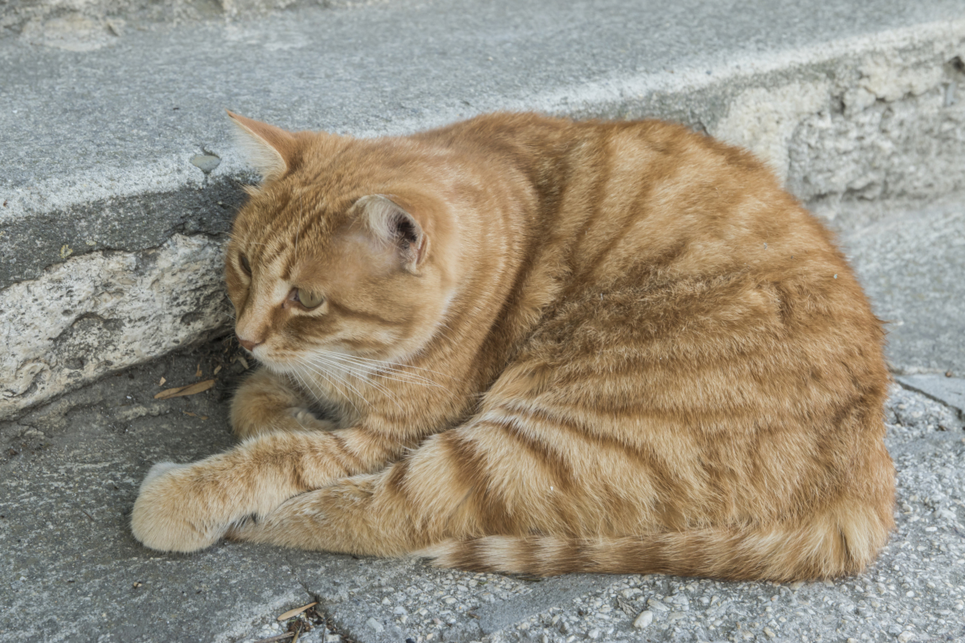 适合有足够时间和经济条件的人养.[原文:为什么有人说说橘猫千万不.