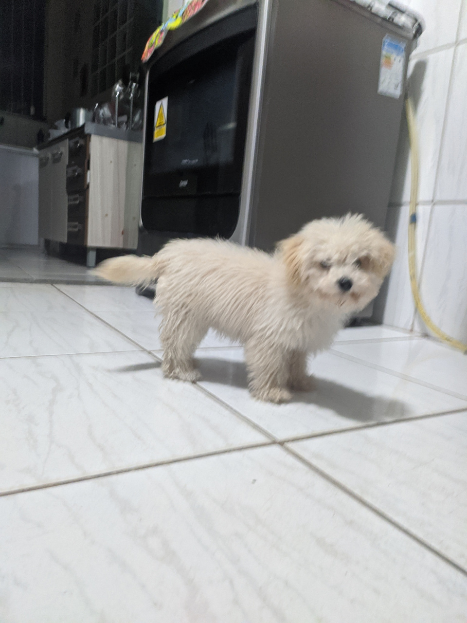 首先,串串狗并非某一特定品种的纯种犬,而是不同品种之间的混血儿.