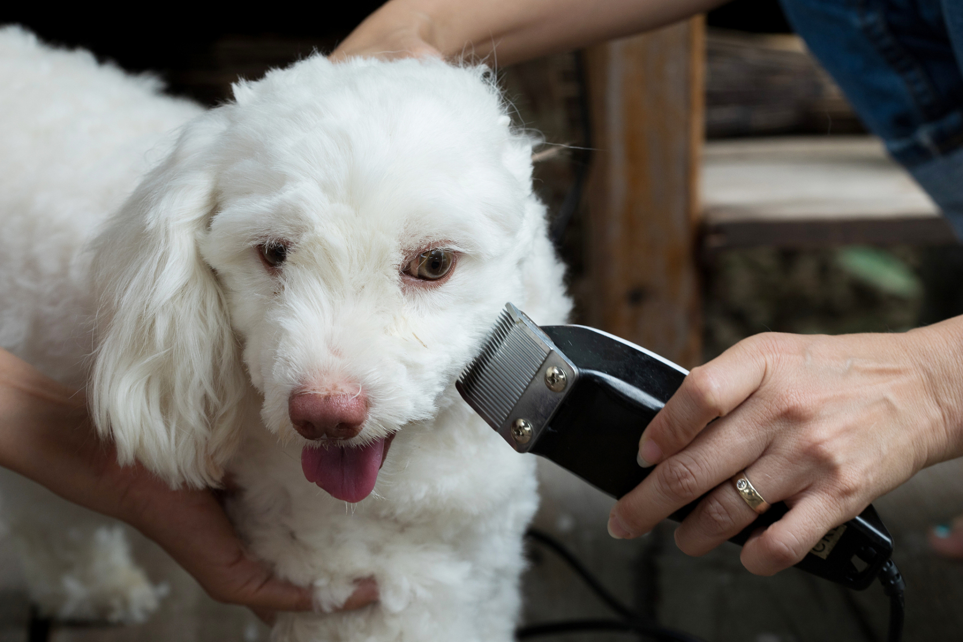 帮助狗狗克服剪毛恐惧的方法包括寻求专业帮助,渐进训练,正面强化