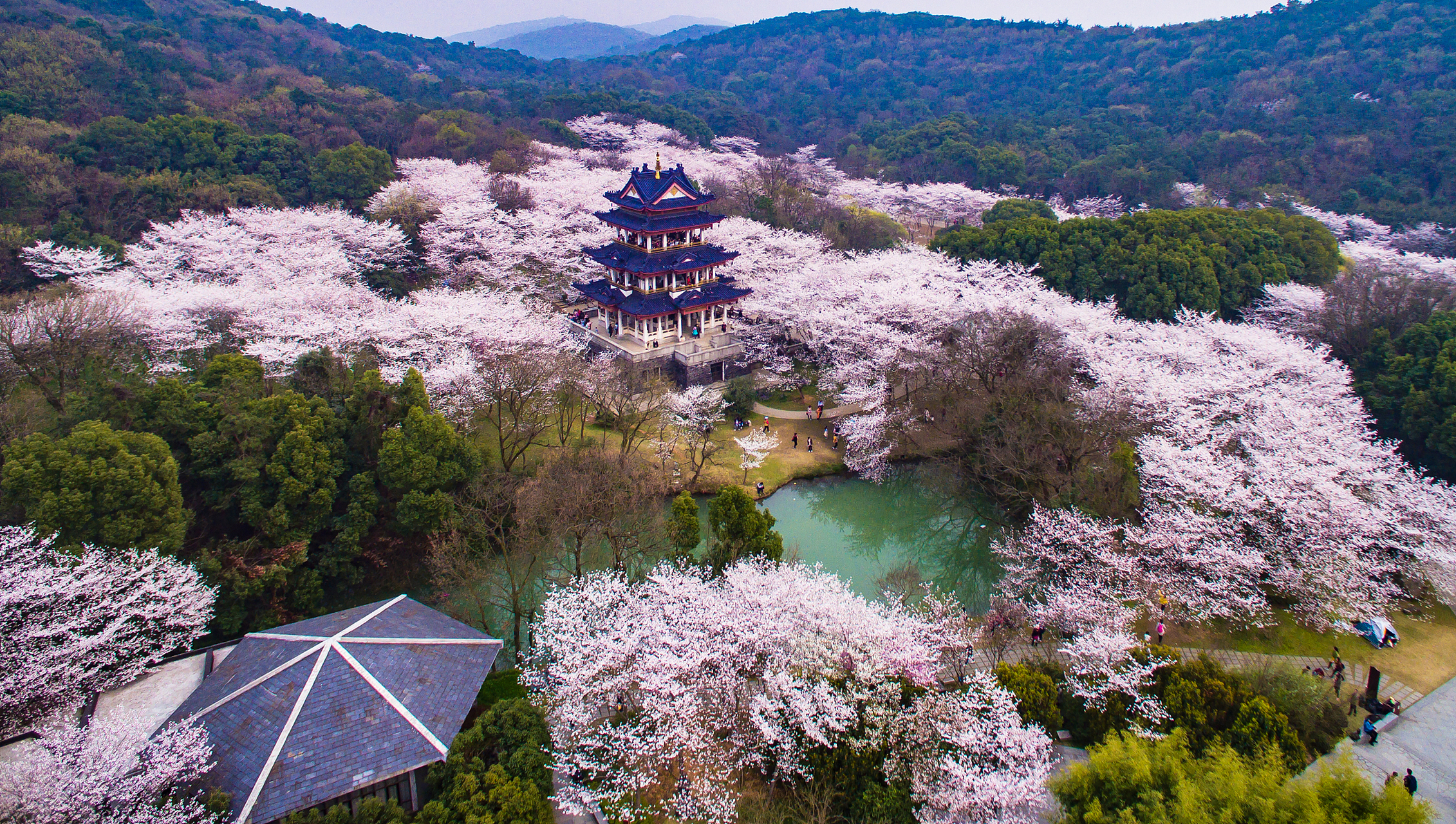 贵阳红枫湖樱花图片