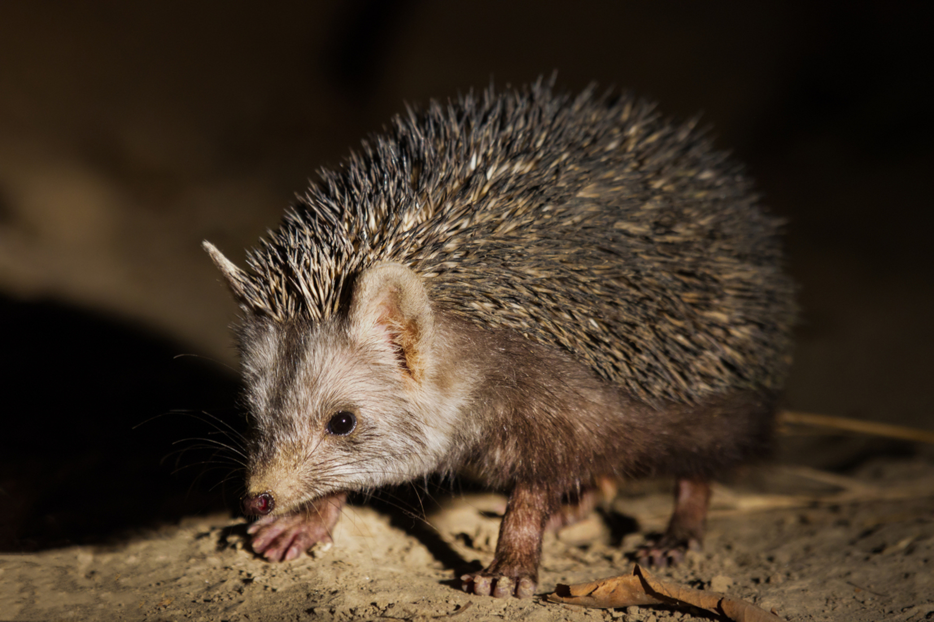 为什么刺猬身上有刺 为什么刺猬身上有刺