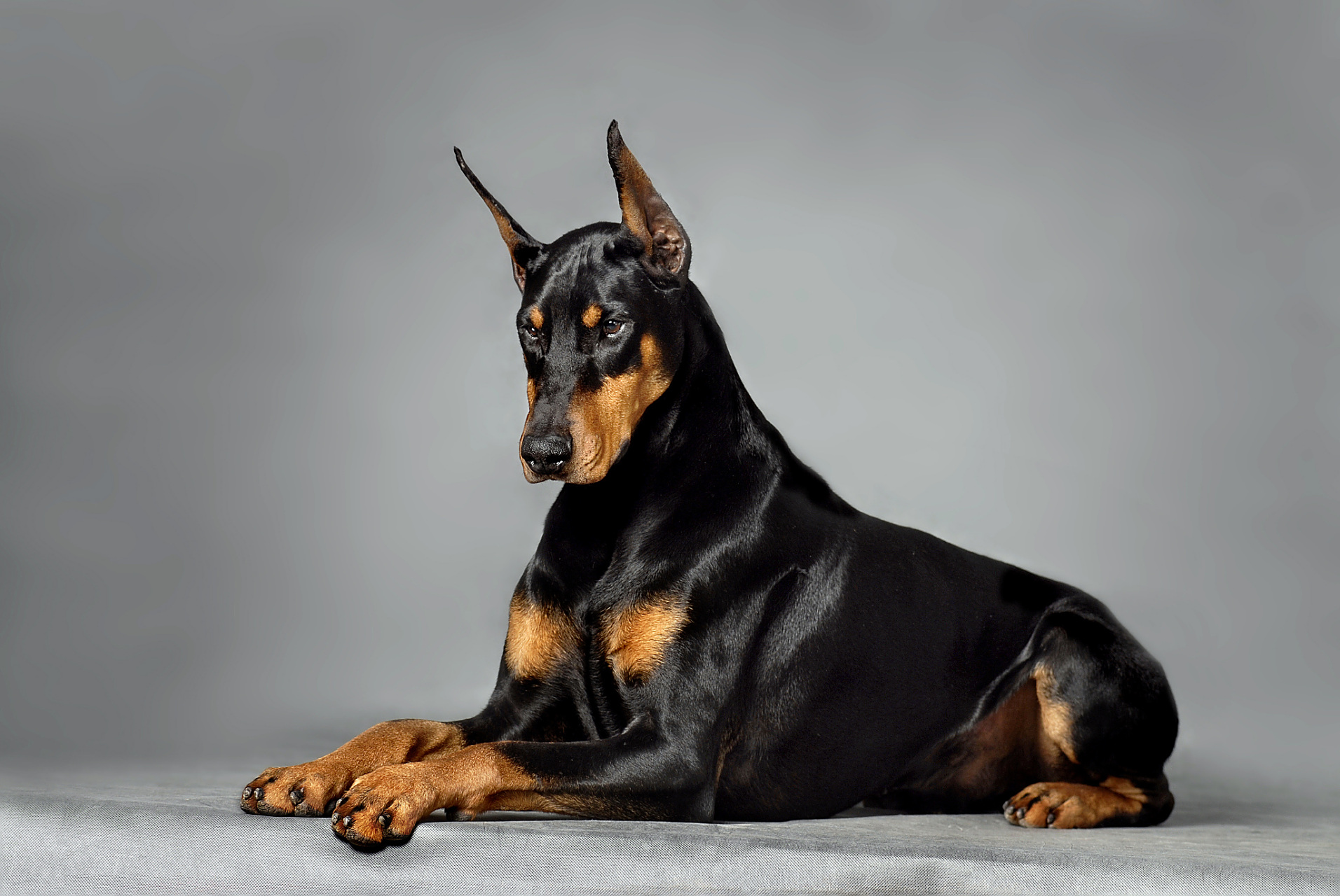 通过适当的训练,可以充分发挥杜宾犬的潜力,培养出优秀的犬只.