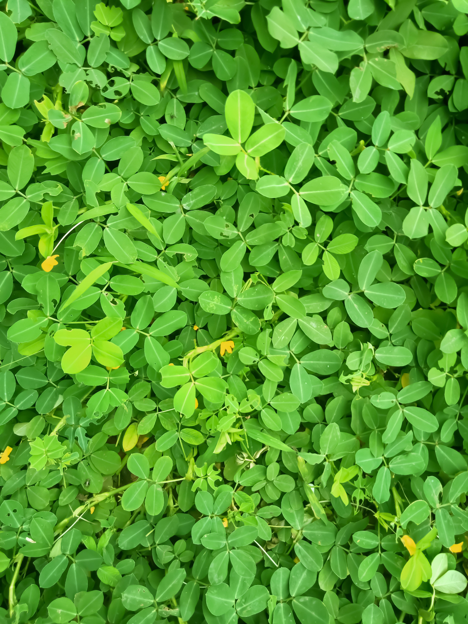 苜蓿草的功效作用 苜蓿草是生活中常见的一种野草,也叫做三叶草,以前